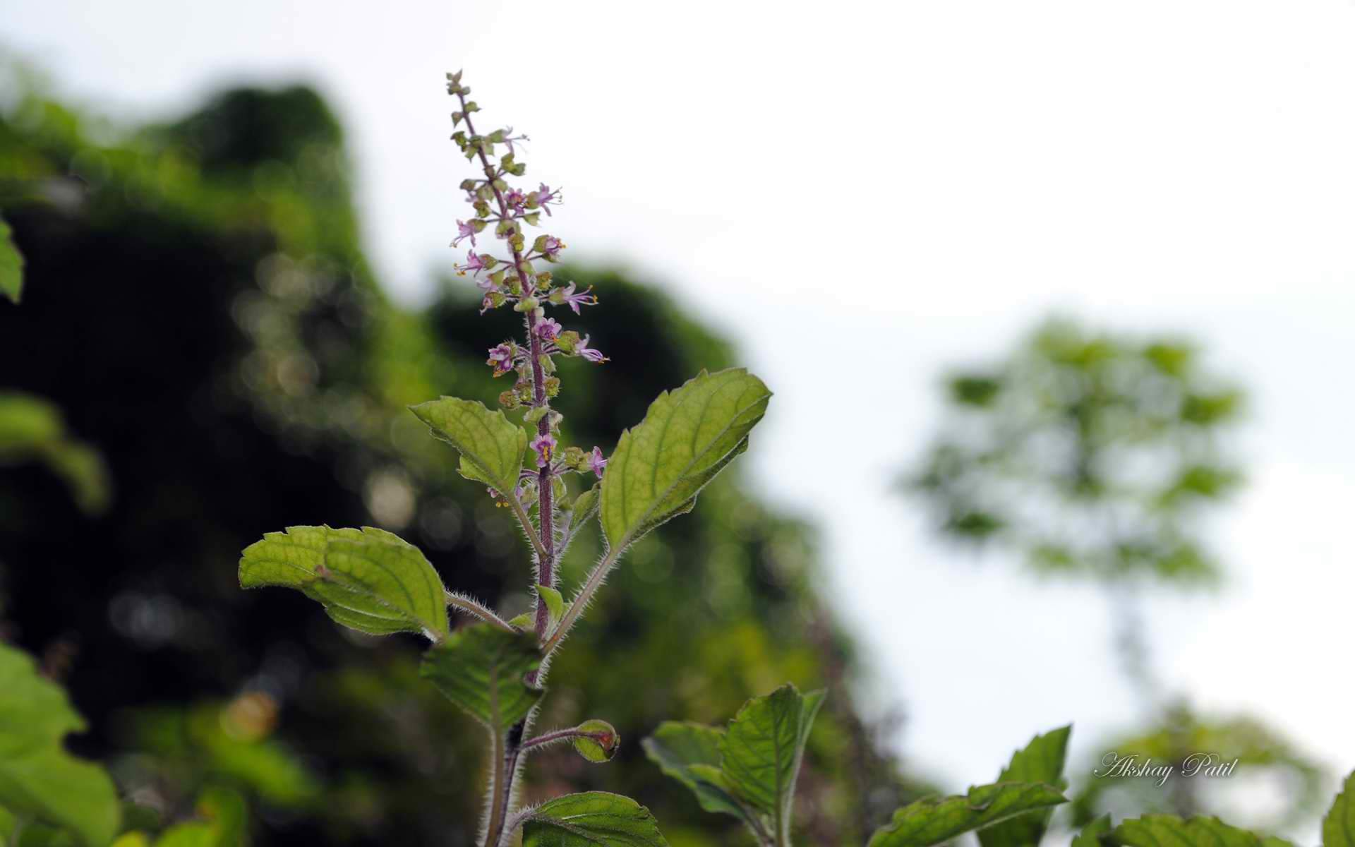 《印第安花园》花朵官方win8电脑桌面壁纸(三)图片