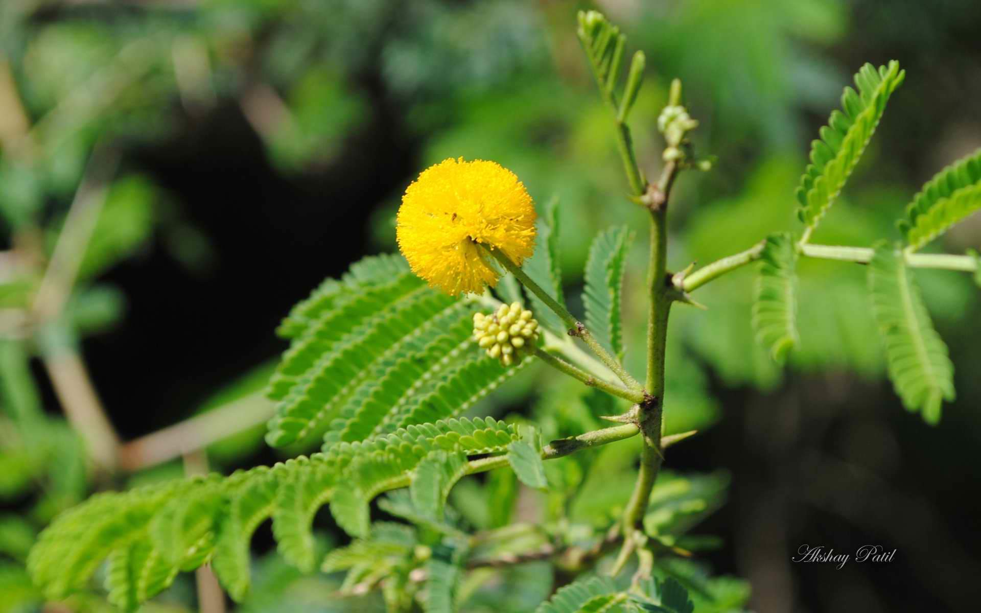 《印第安花园》花朵官方win8电脑桌面壁纸(三)图片