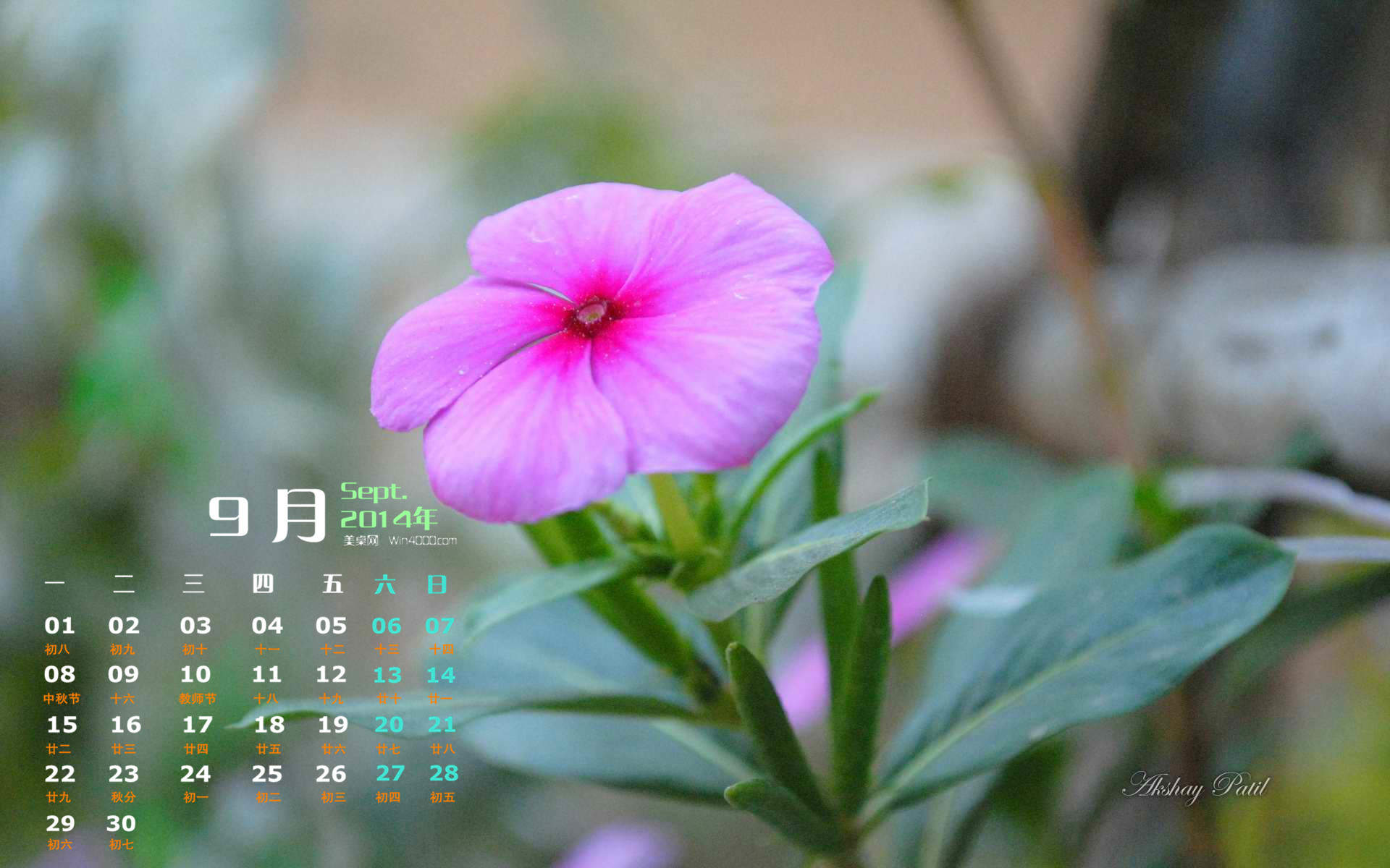精选小清新的后花园手机高清壁纸下载图片