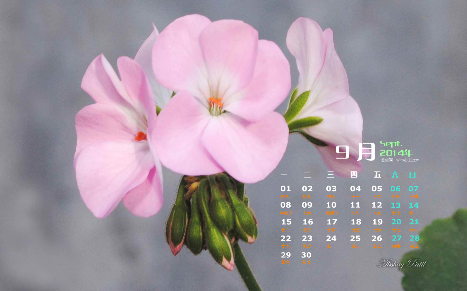 精选小清新的后花园手机高清壁纸下载图片
