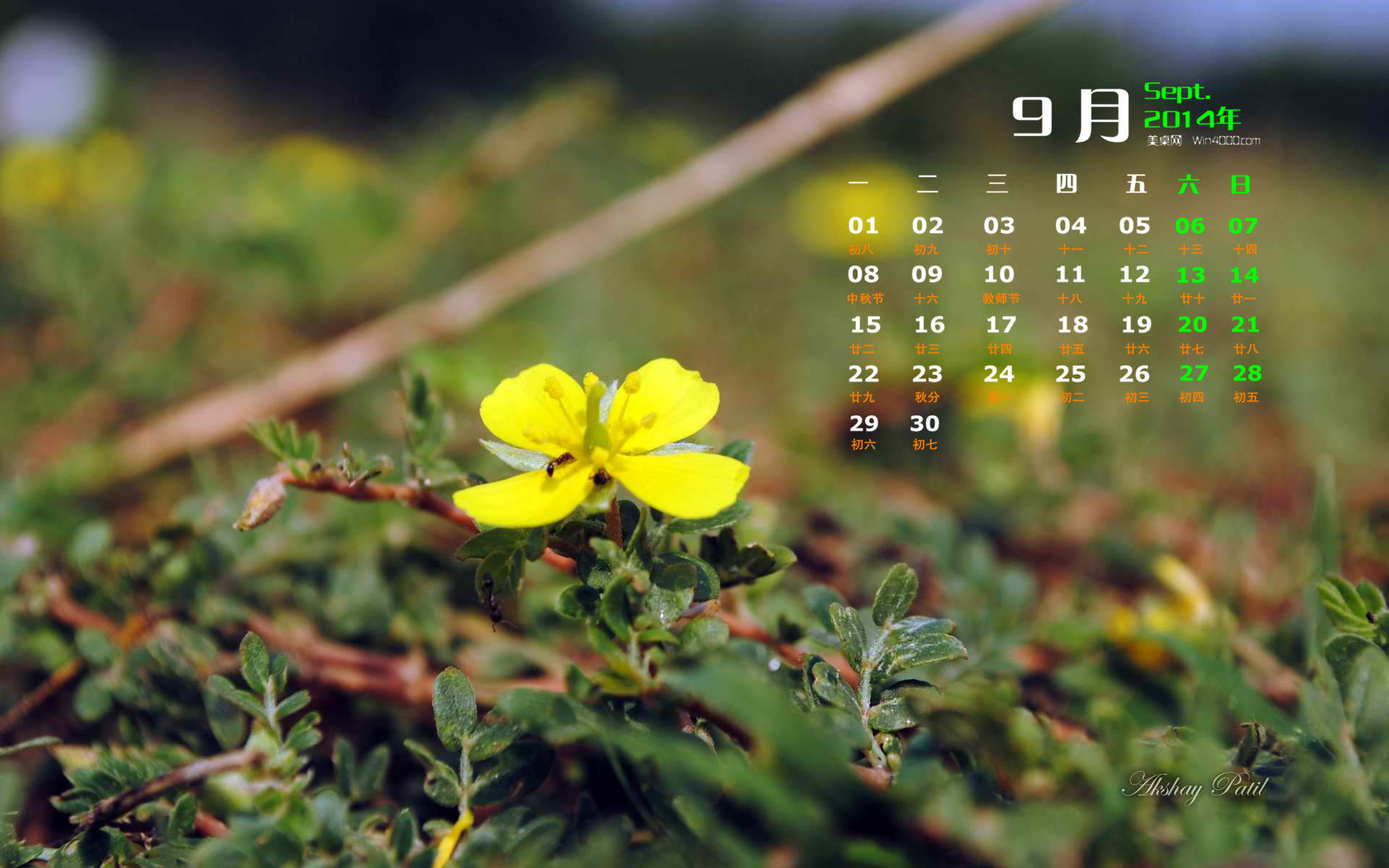 精选小清新的后花园手机高清壁纸下载图片