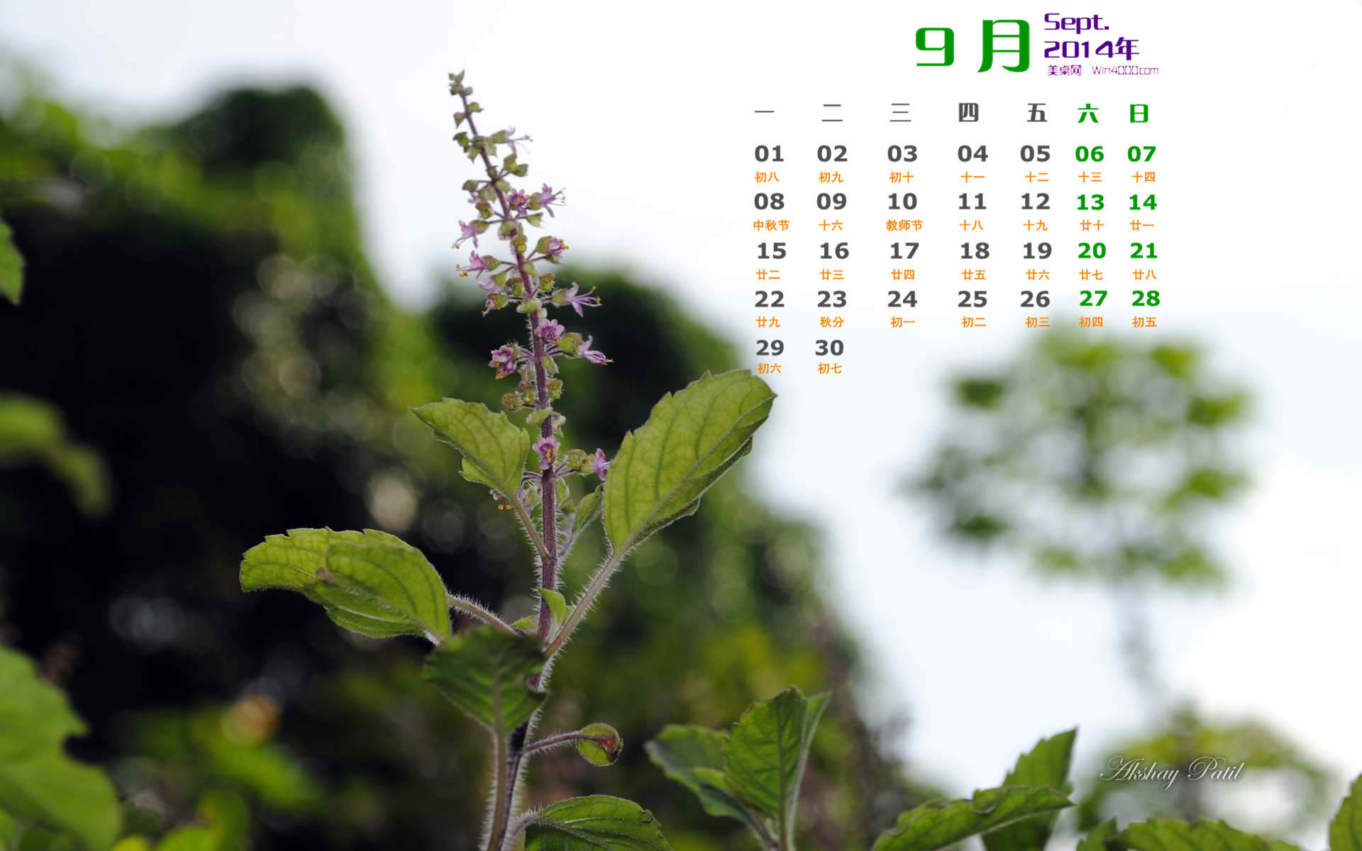 精选小清新的后花园手机高清壁纸下载图片
