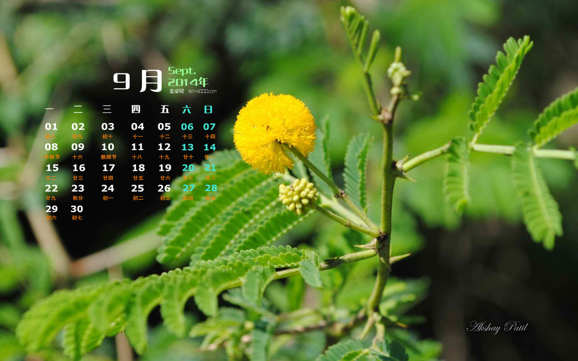 精选小清新的后花园手机高清壁纸下载图片