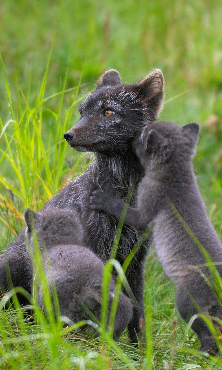 猫鼬动物写真win7高清电脑桌面壁纸下载(二)图片