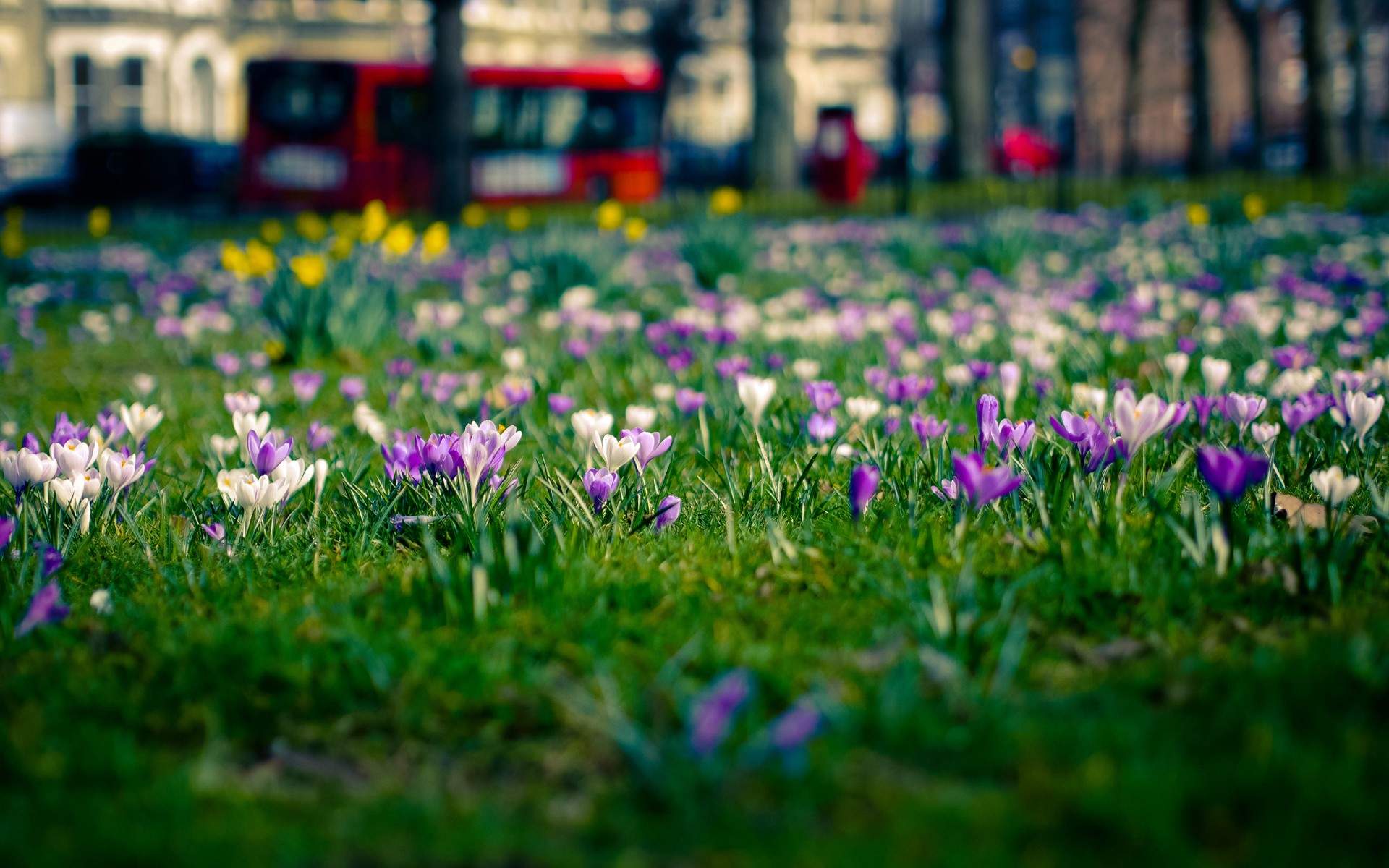 花卉壁纸图片