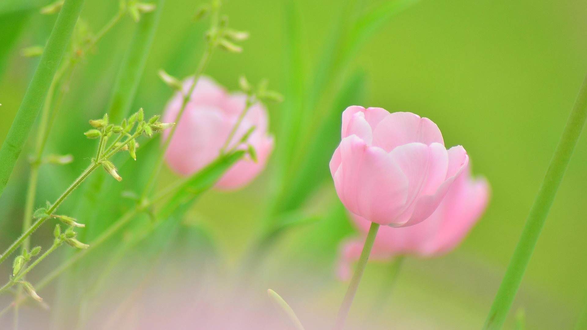 花卉壁纸图片