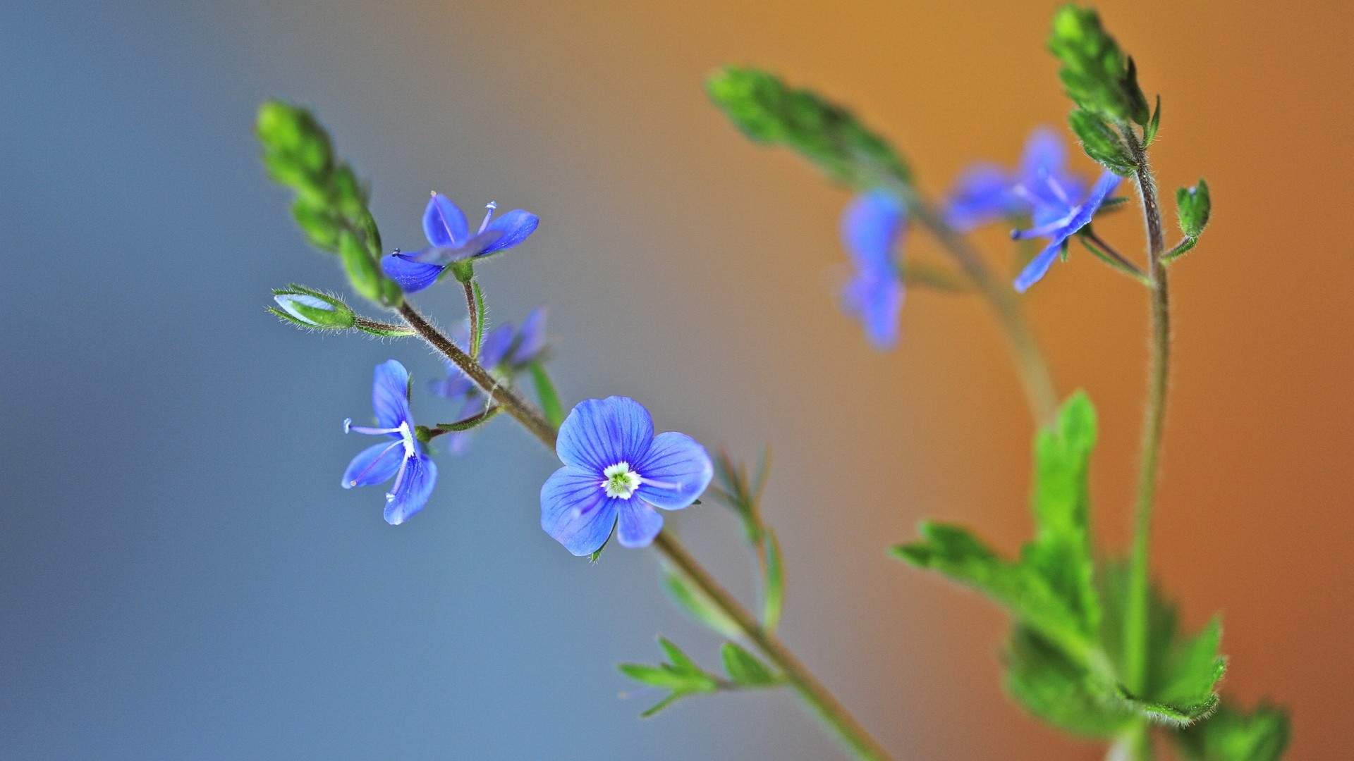 花卉壁纸图片
