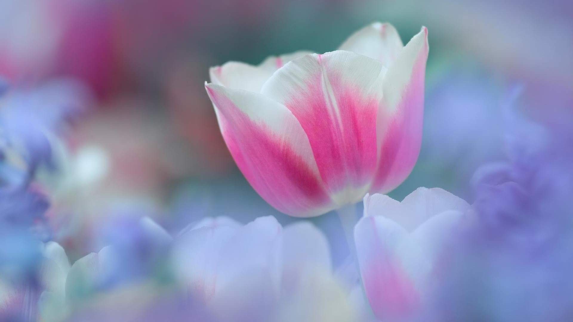 高清醉蝶花花卉高清电脑桌面主题壁纸图片下载图片