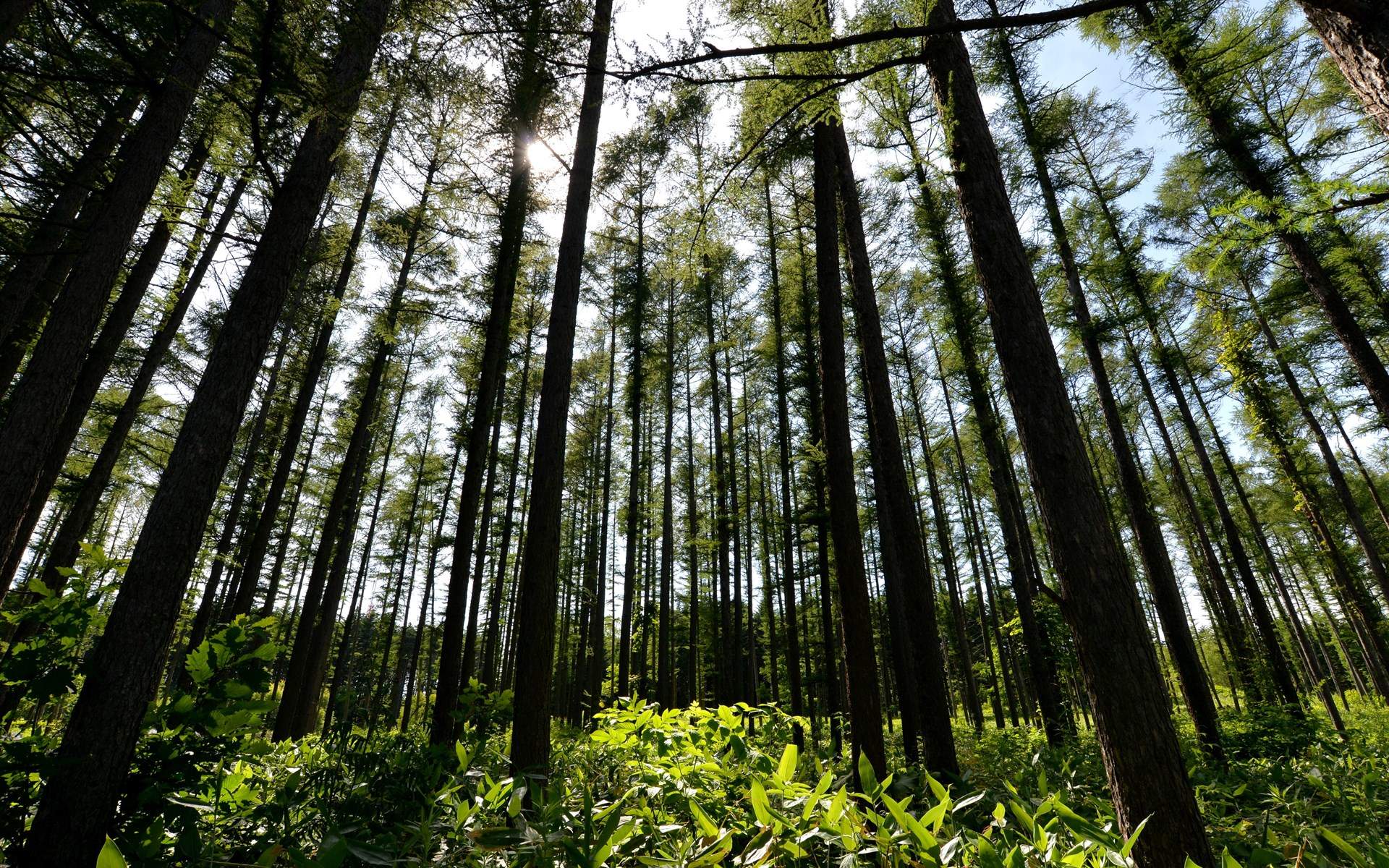 山间田野图片