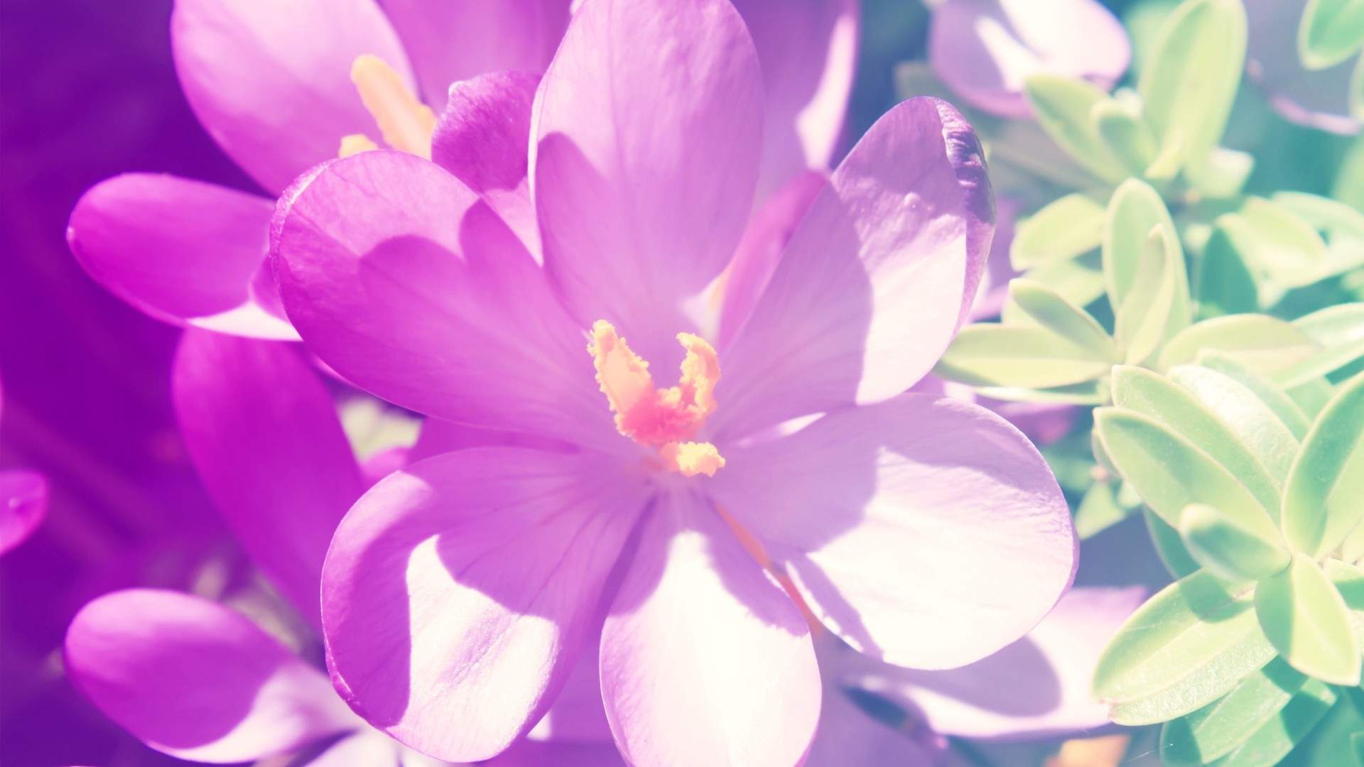 花卉壁纸图片