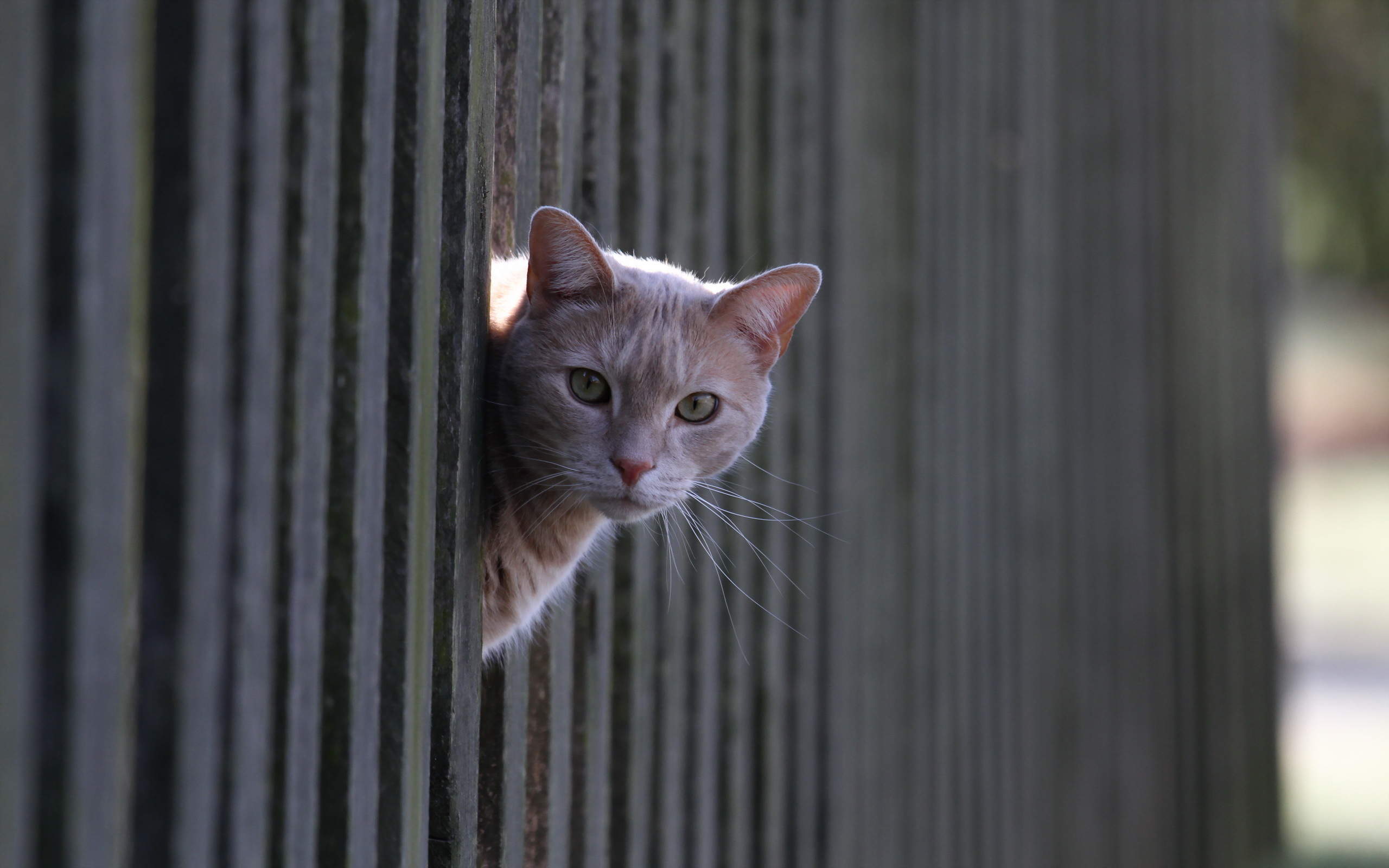 呆萌宠物猫咪犀利眼神搞笑可爱表情桌面壁纸(二)图片