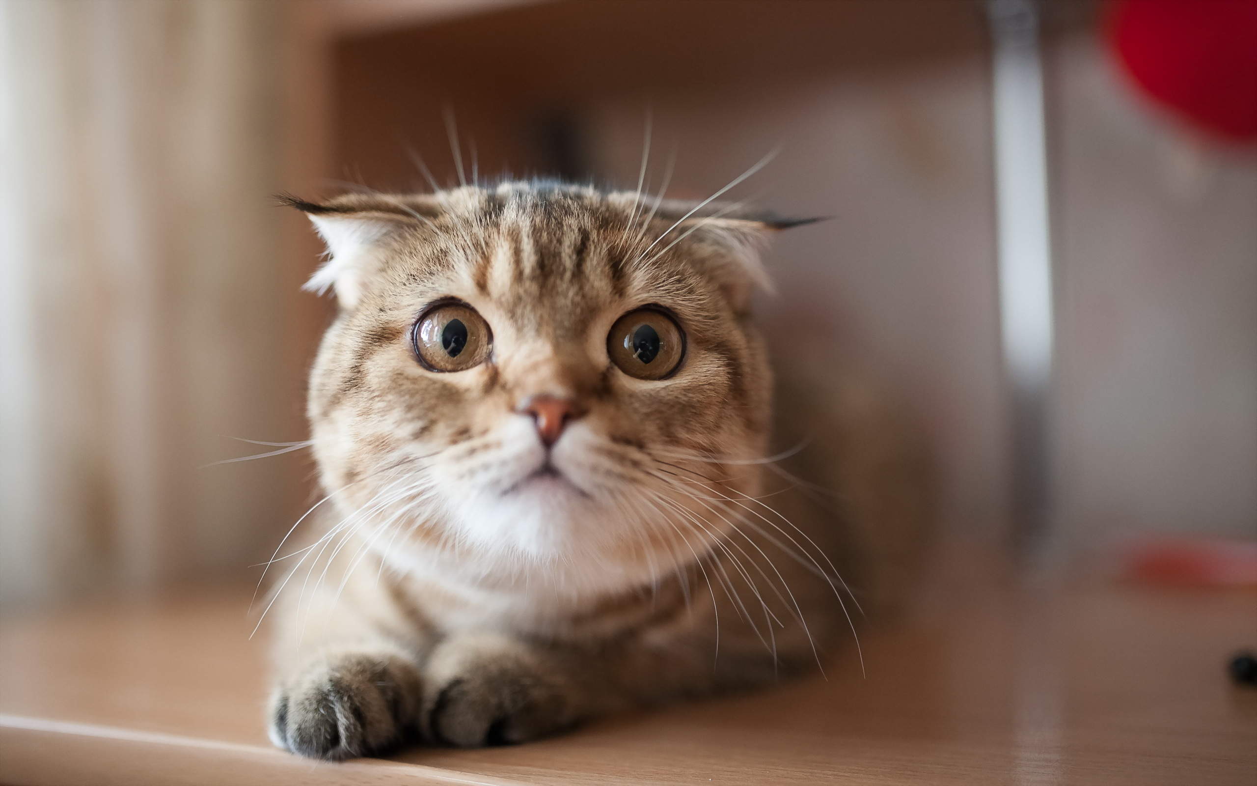 呆萌宠物猫咪犀利眼神搞笑可爱表情桌面壁纸(二)图片