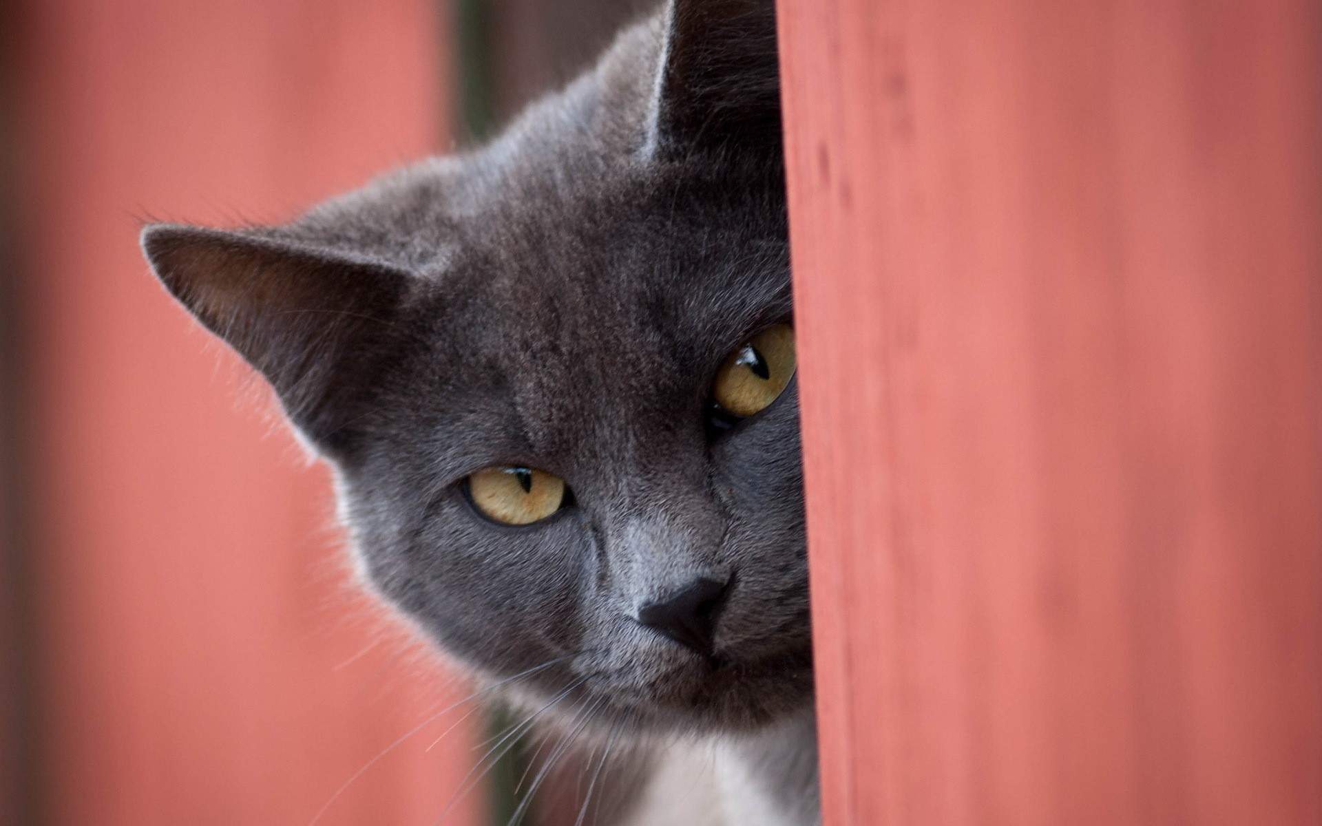 呆萌宠物猫咪犀利眼神搞笑可爱表情桌面壁纸(二)图片