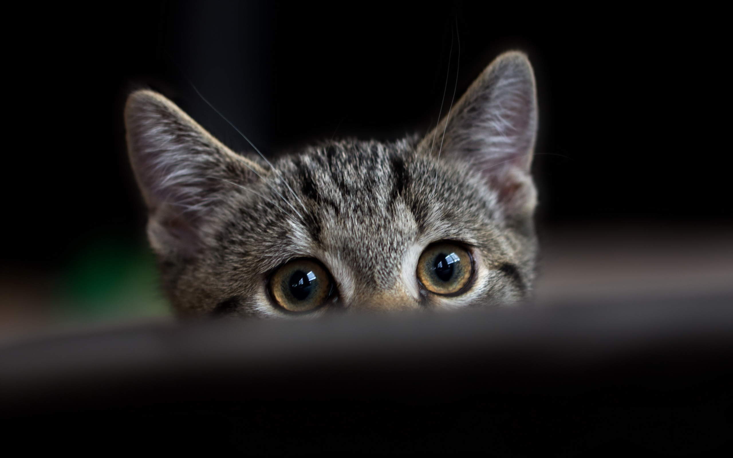 呆萌宠物猫咪犀利眼神搞笑可爱表情桌面壁纸(二)图片