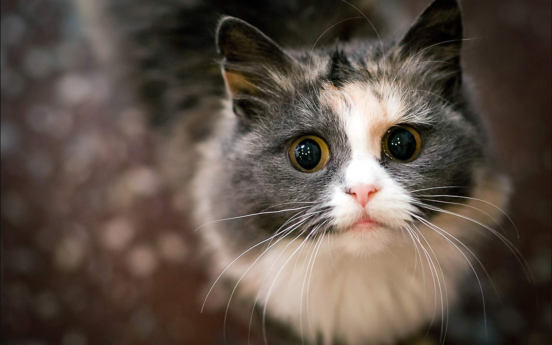 呆萌宠物猫咪犀利眼神搞笑可爱表情桌面壁纸(二)图片