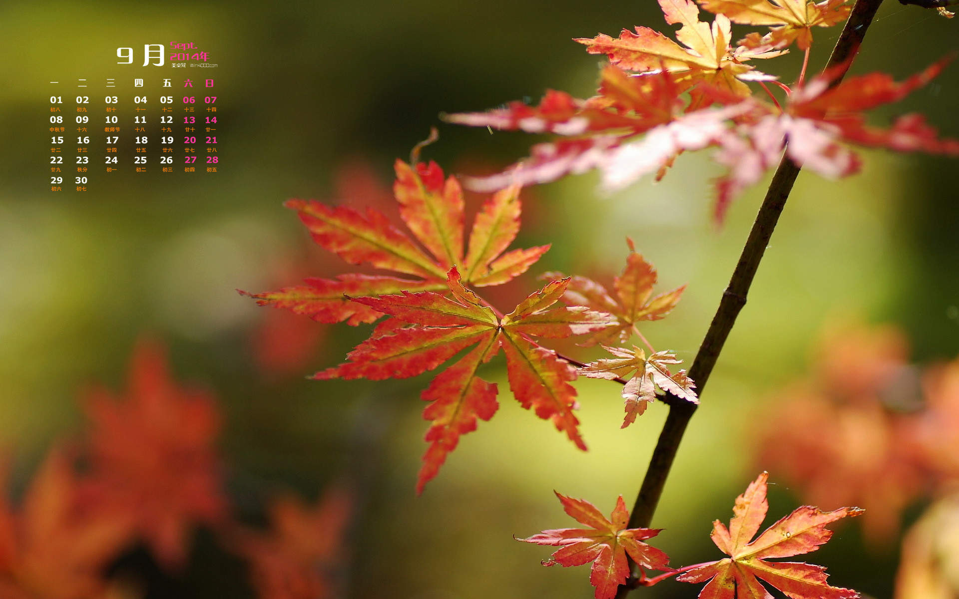 唯美枫叶手机壁纸下载图片