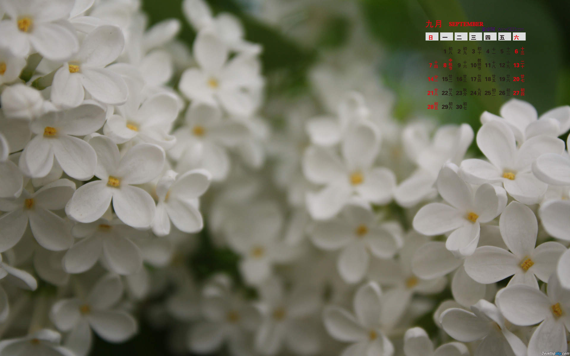 高清紫色唯美丁香花图片第一辑图片