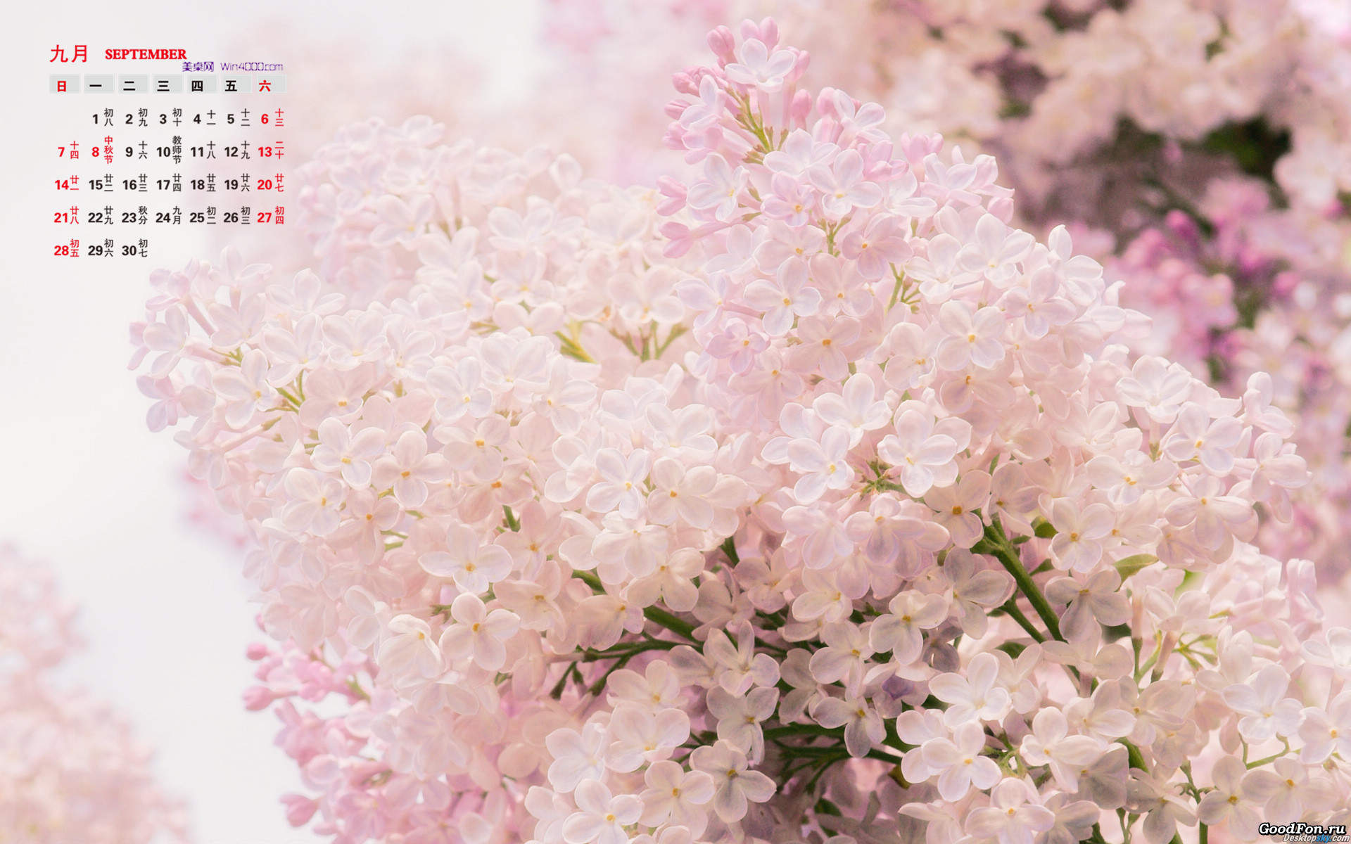 高清紫色唯美丁香花图片第一辑图片