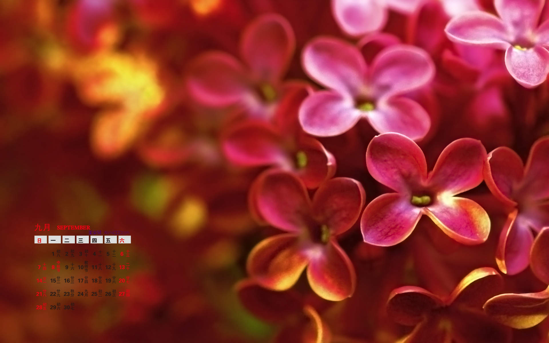 高清紫色唯美丁香花图片第一辑图片