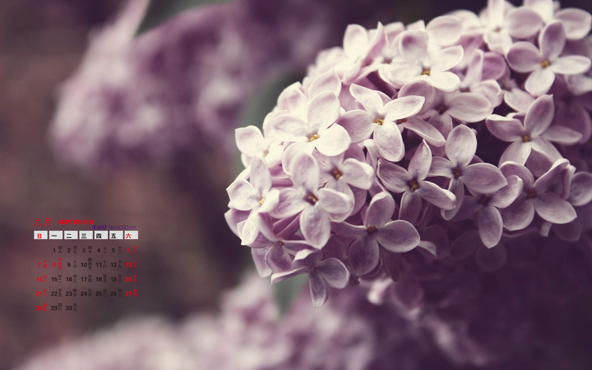 丁香花图片