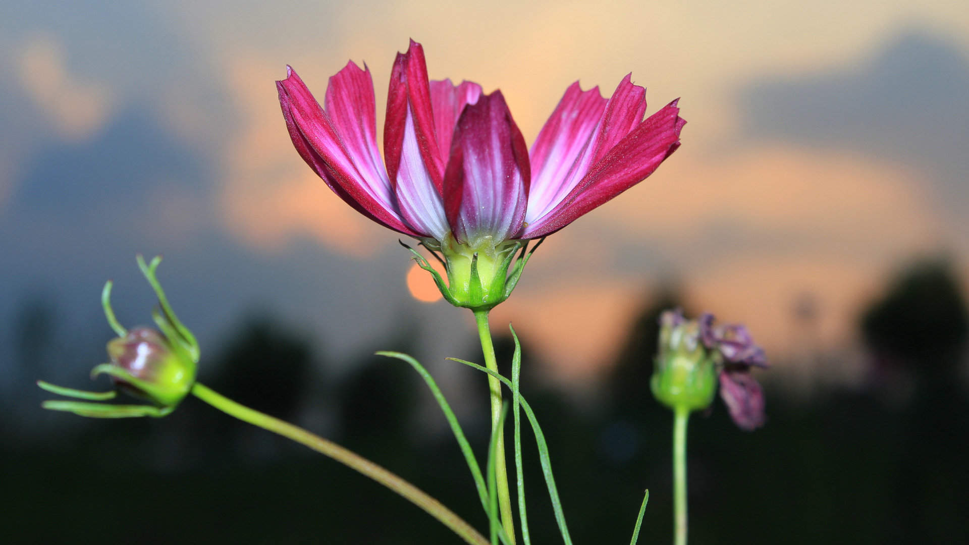 格桑花图片