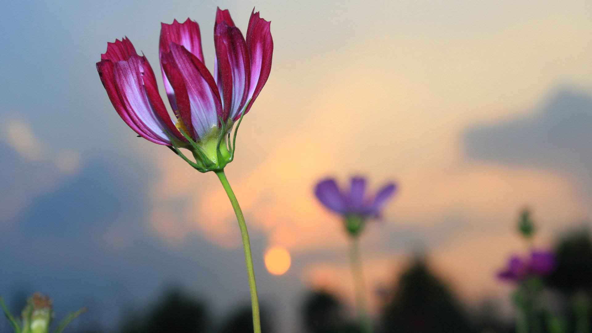 格桑花图片
