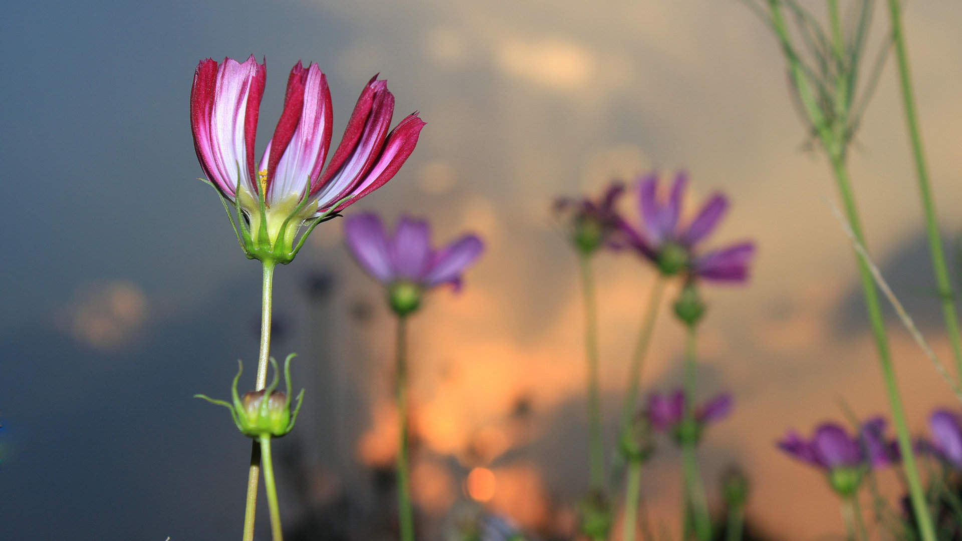 格桑花图片