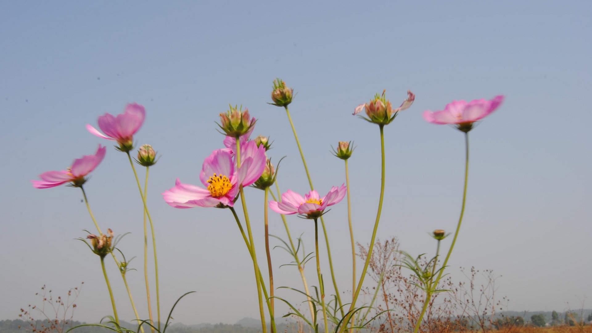 格桑花图片