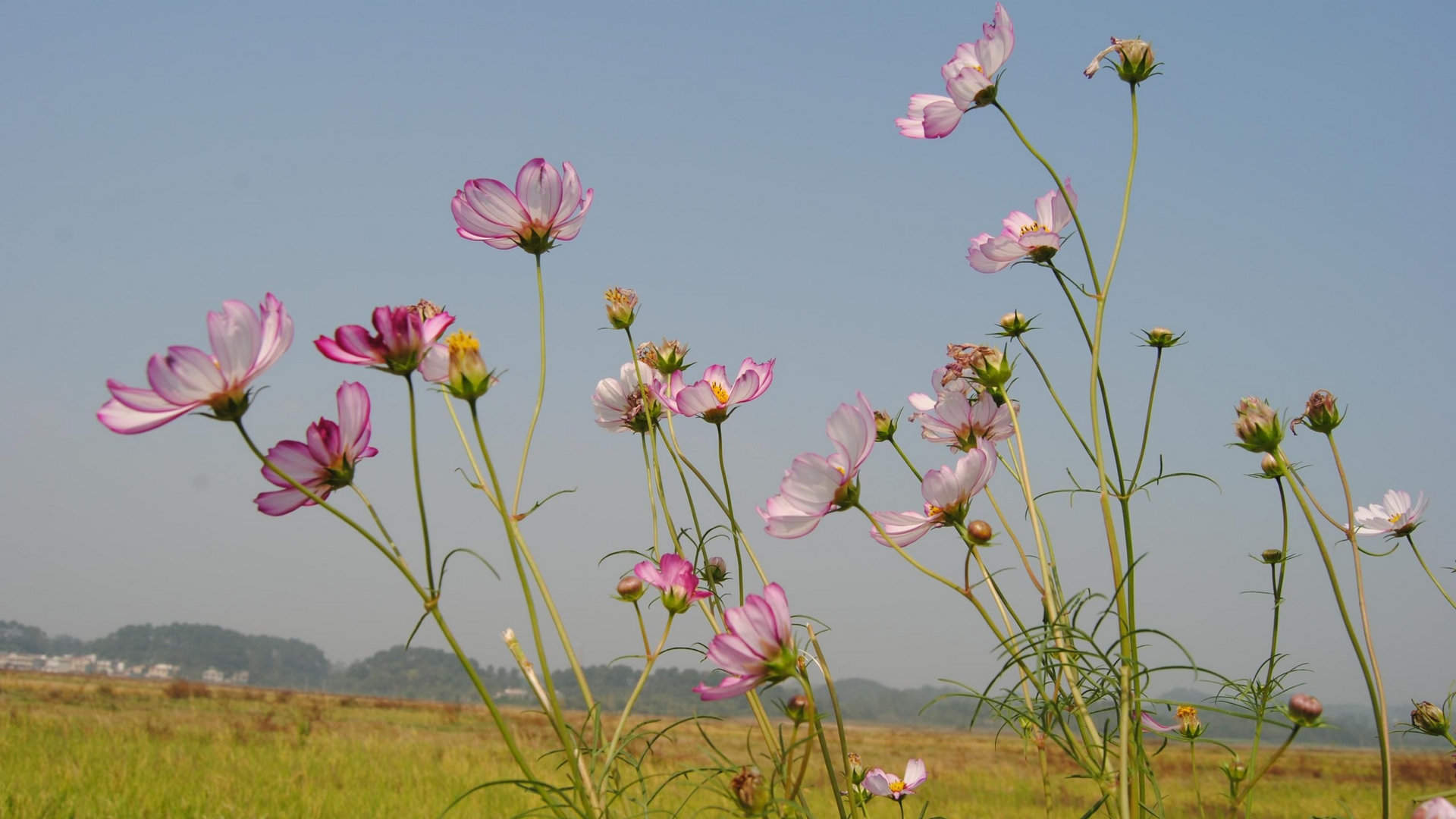 格桑花图片