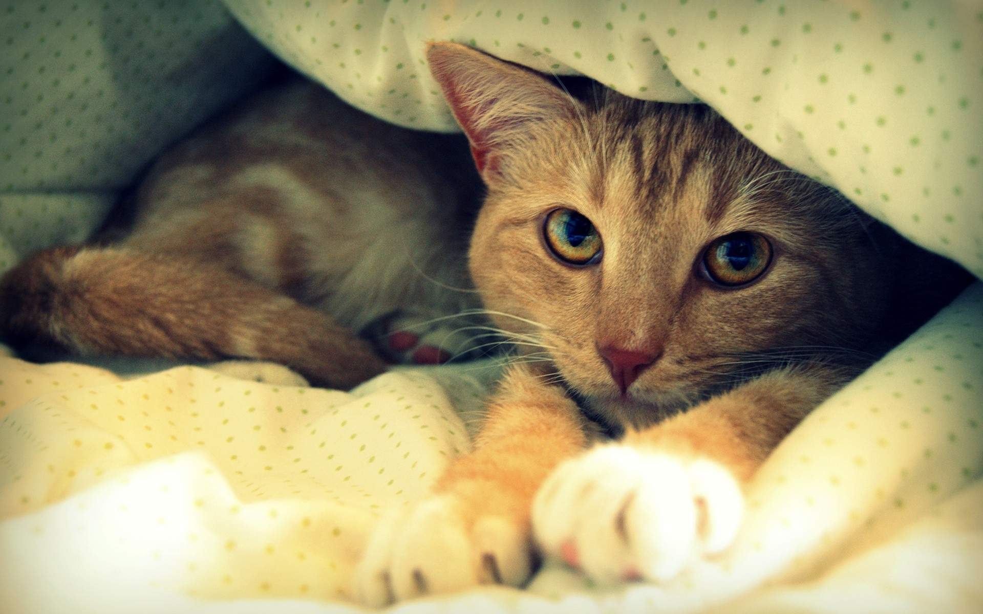 高清超可爱萌宠小奶猫图片高清电脑壁纸图片