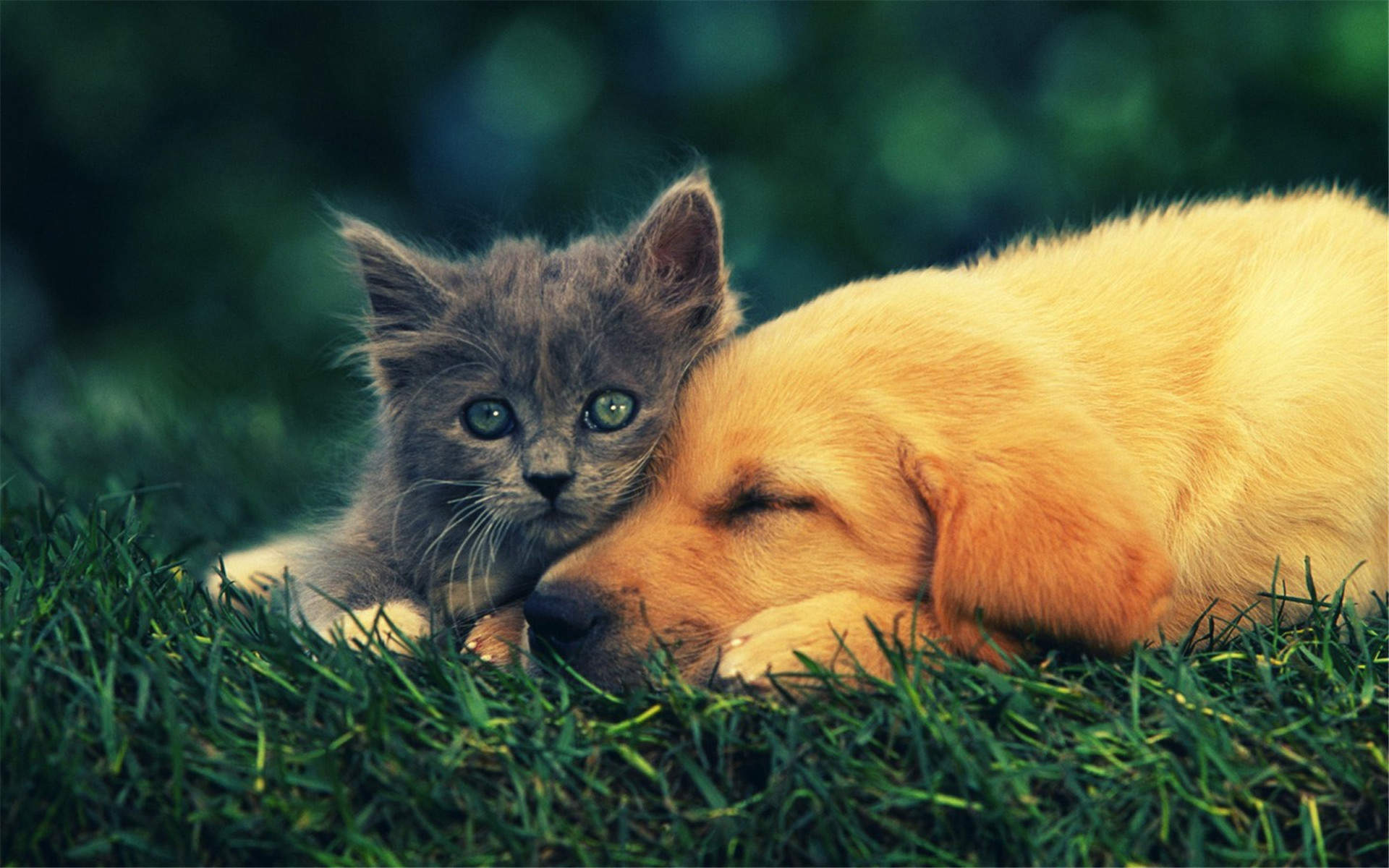 高清超可爱萌宠小奶猫图片高清电脑壁纸图片