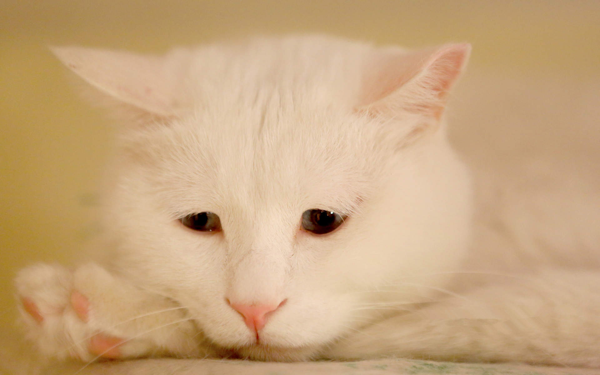 高清超可爱萌宠小奶猫图片高清电脑壁纸图片