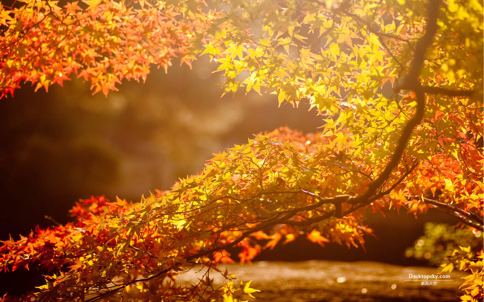 秋天唯美枫叶大自然风景手机壁纸图片