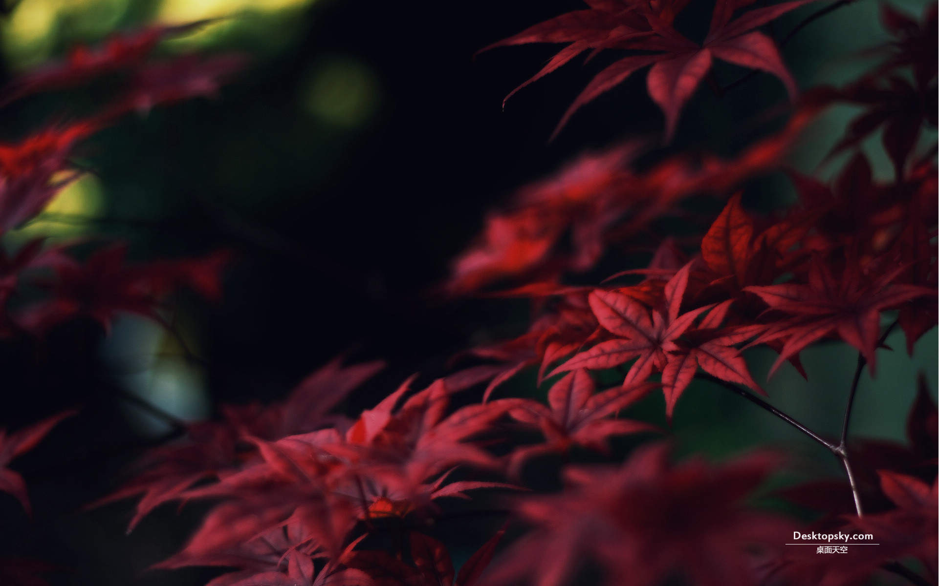 秋天唯美枫叶大自然风景手机壁纸图片