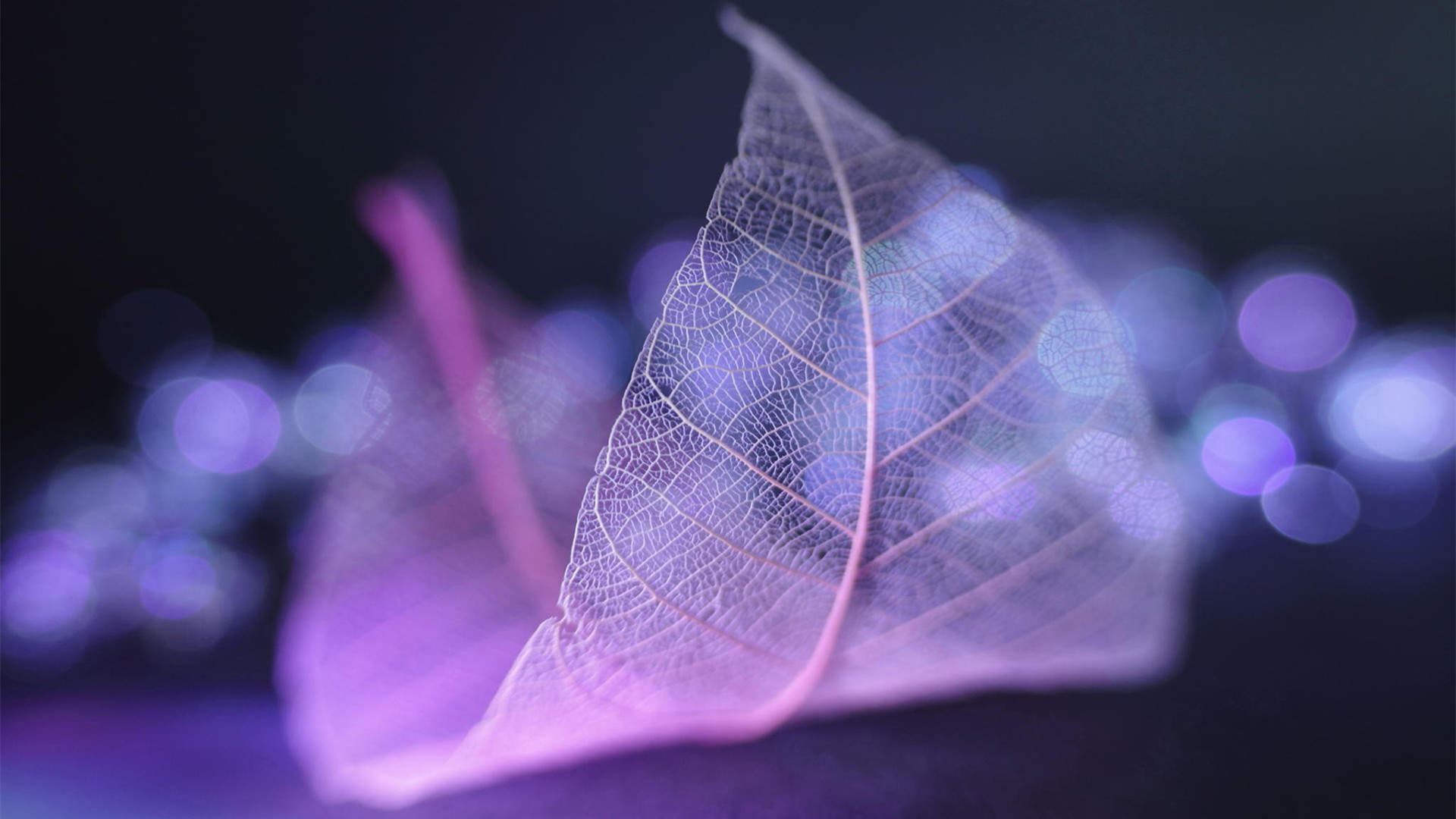 好看的树叶脉络梦幻唯美图片桌面壁纸高清图片