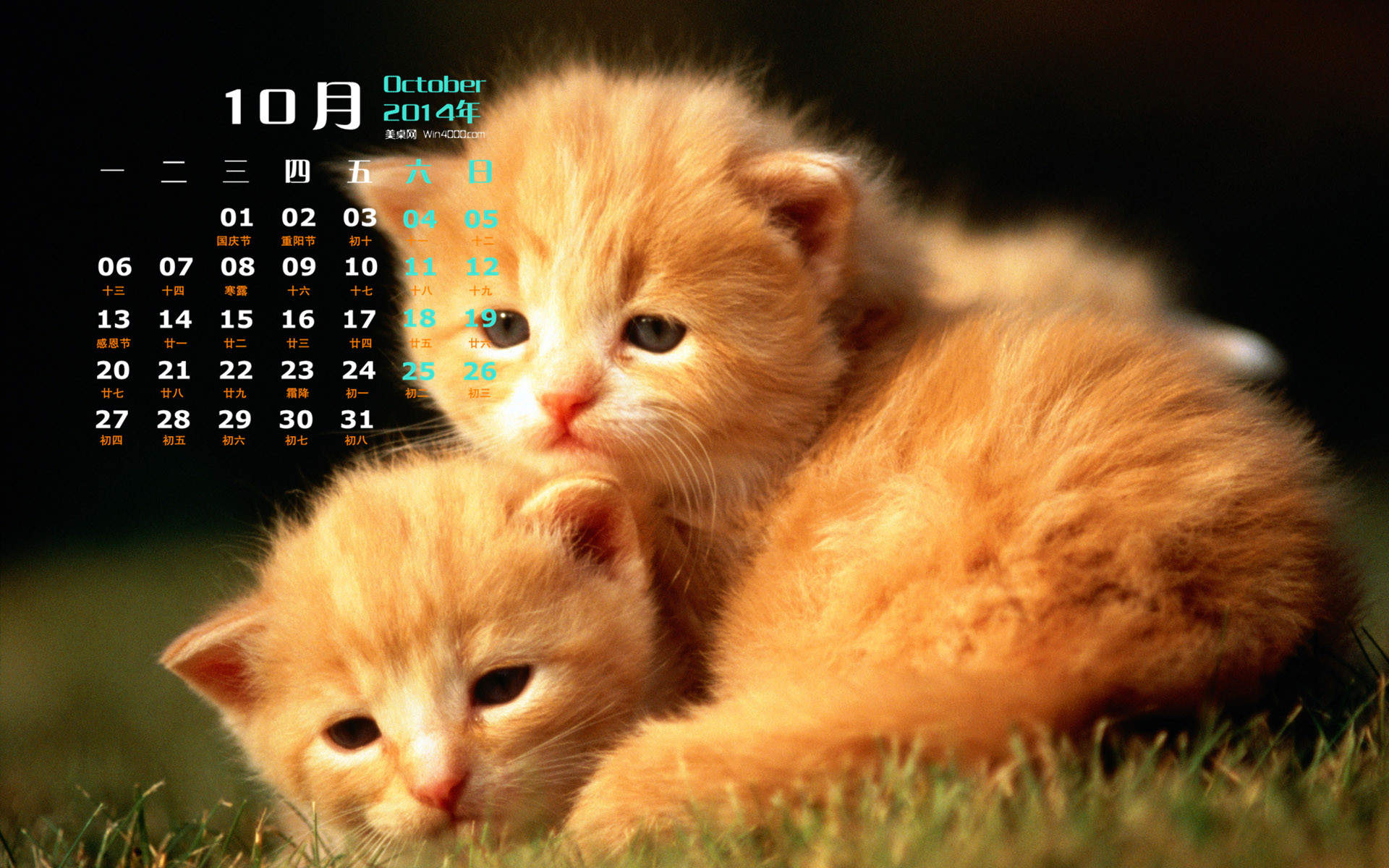 高清超可爱萌宠小奶猫图片高清电脑壁纸图片