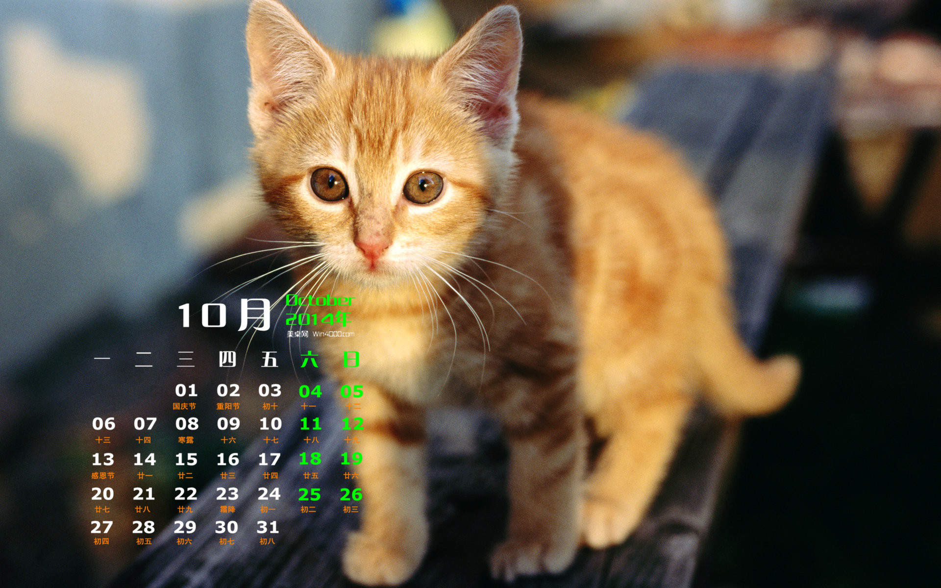 高清超可爱萌宠小奶猫图片高清电脑壁纸图片