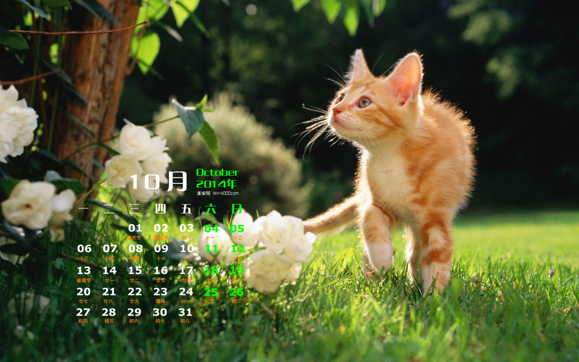 高清超可爱萌宠小奶猫高清电脑桌面壁纸(三)图片