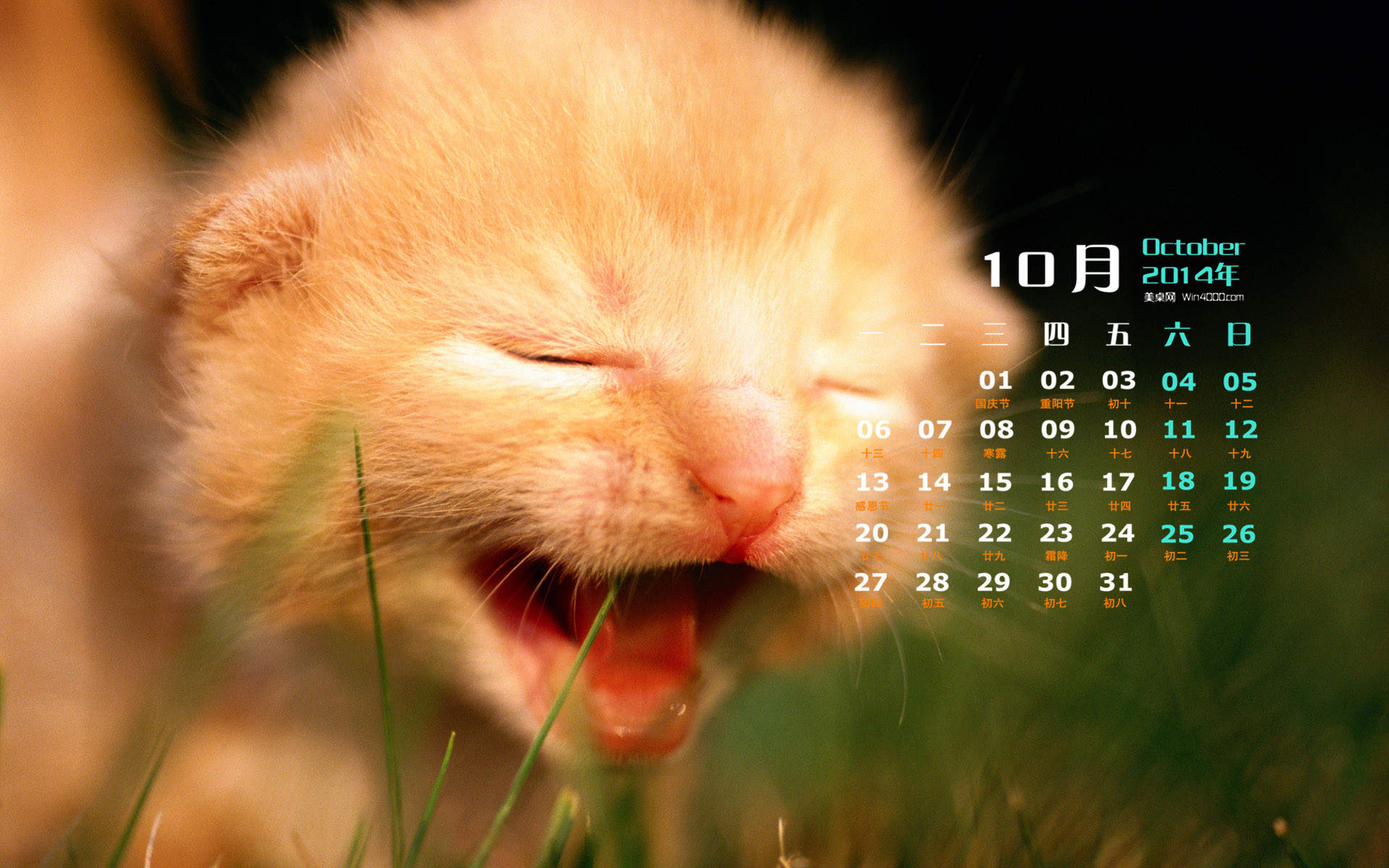 高清超可爱萌宠小奶猫图片高清电脑壁纸图片
