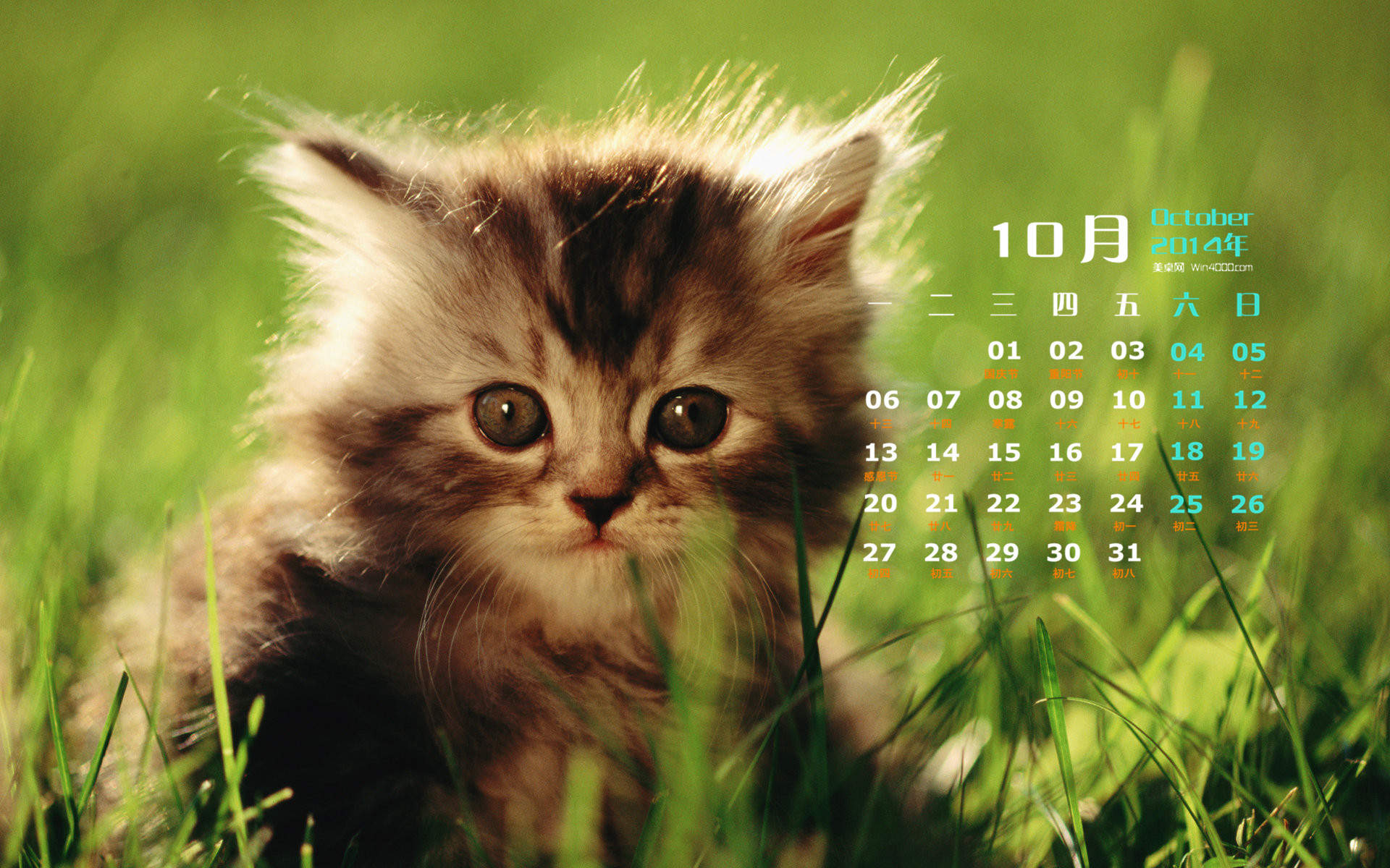 2014年10月日历可爱的小猫咪高清电脑桌面壁纸图片