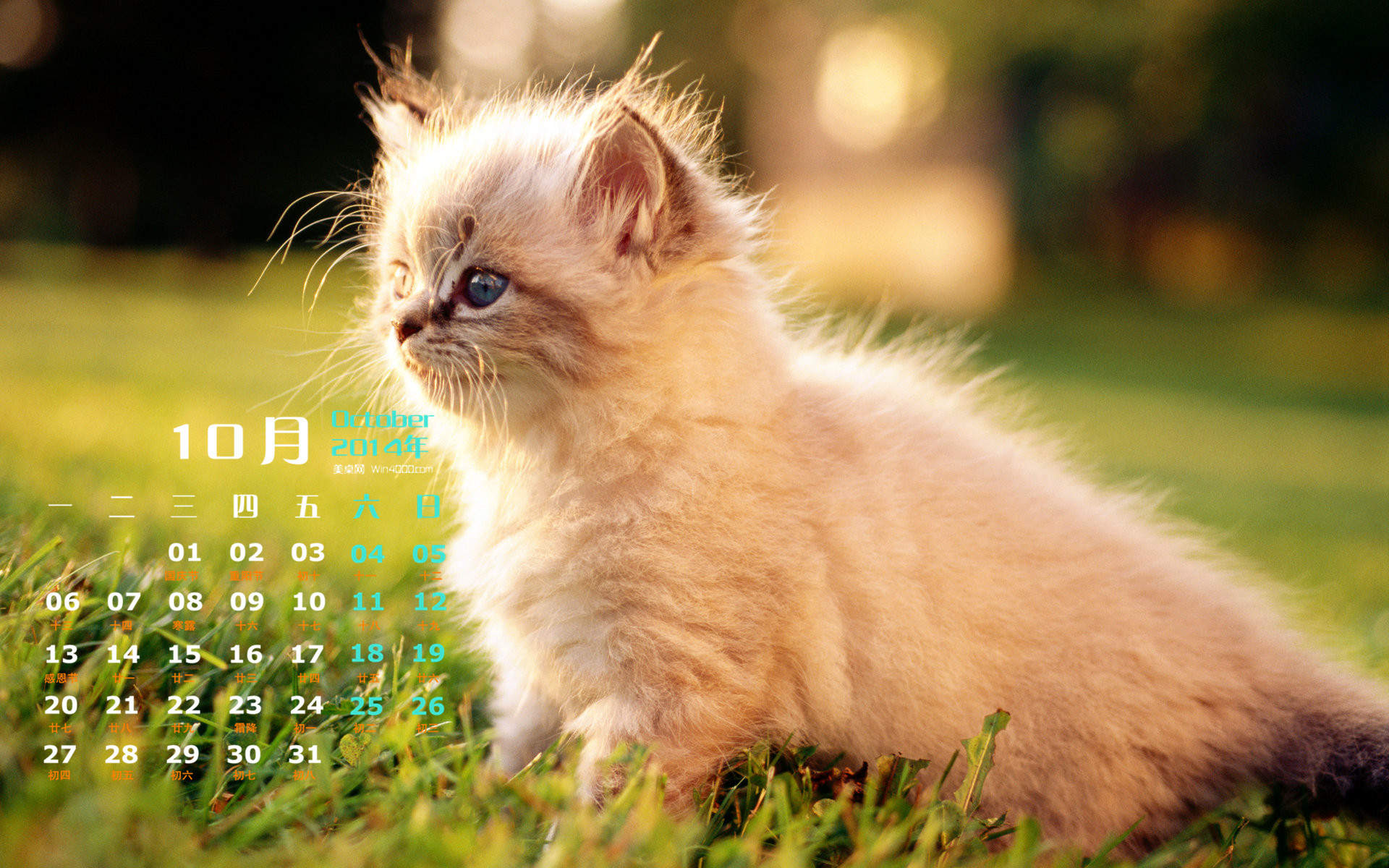 可爱的猫咪与萌宠狗狗手机壁纸图片
