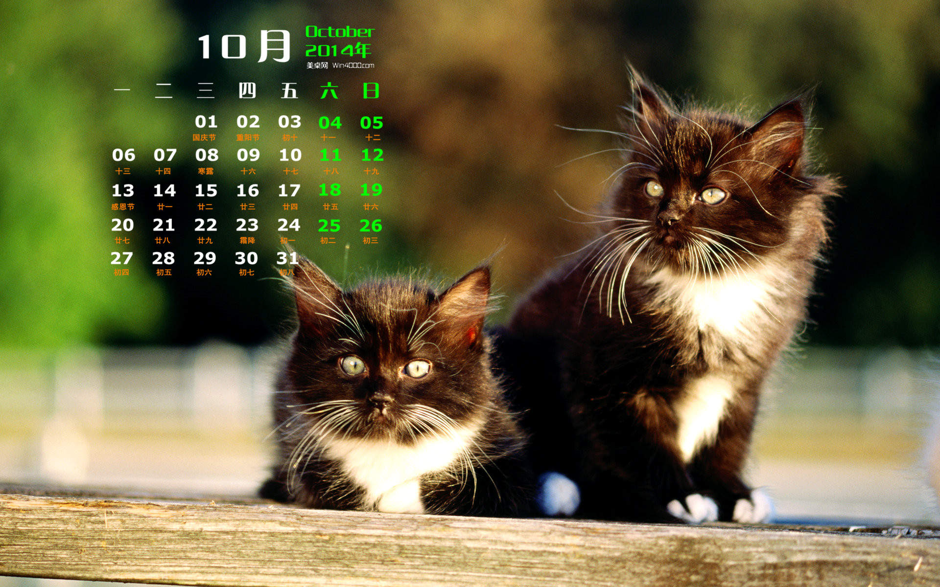 2014年10月日历可爱的小猫咪高清电脑桌面壁纸图片