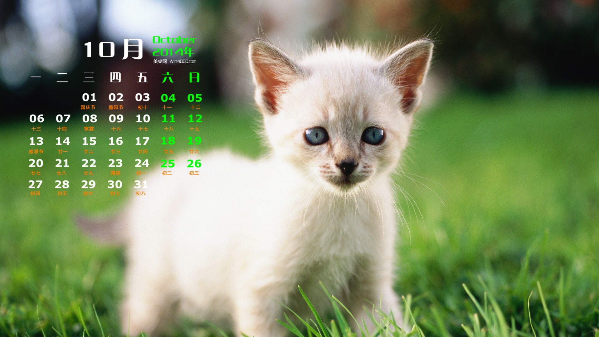 2014年10月日历可爱的小猫咪高清电脑桌面壁纸图片