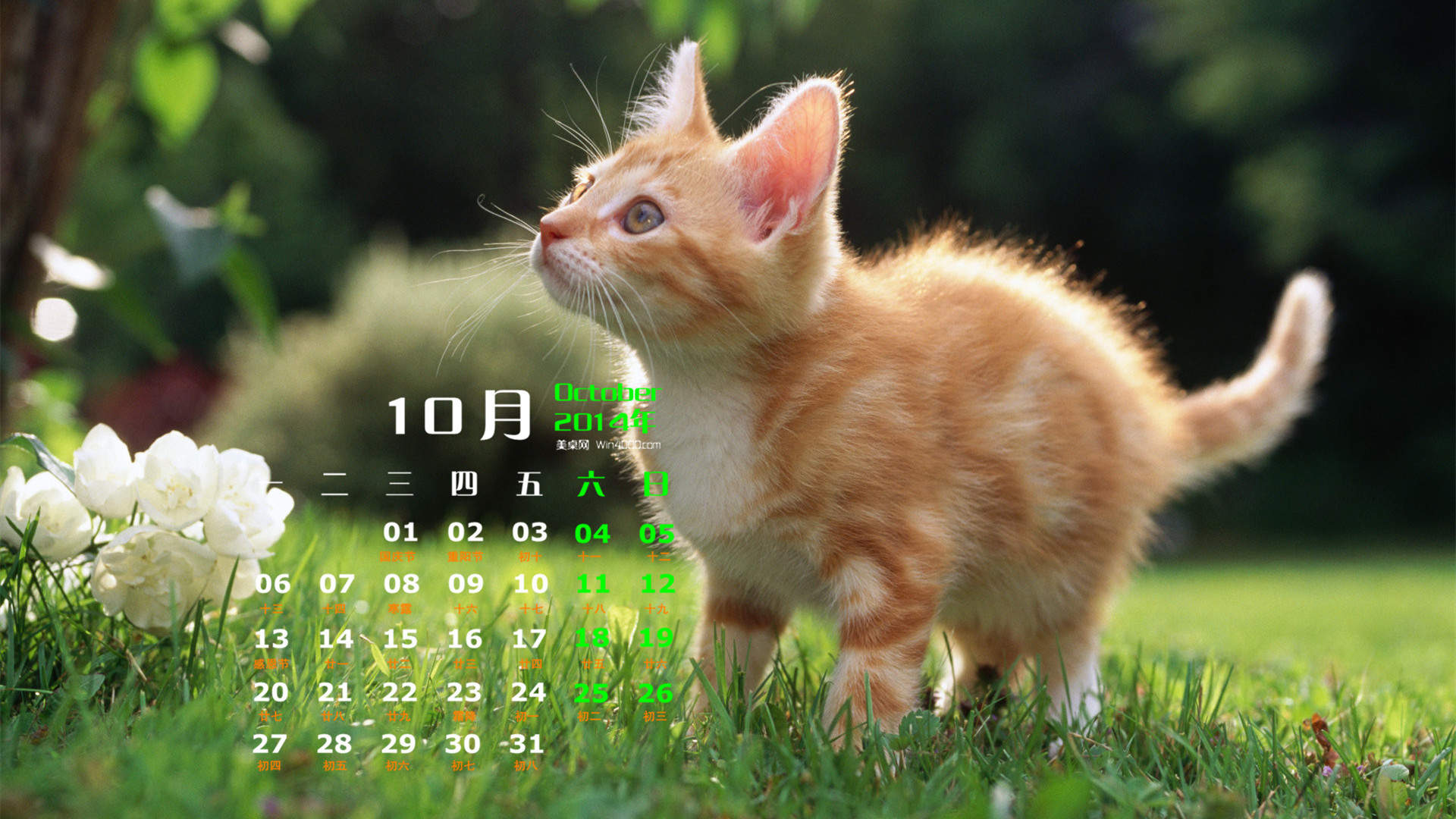 猫咪图片