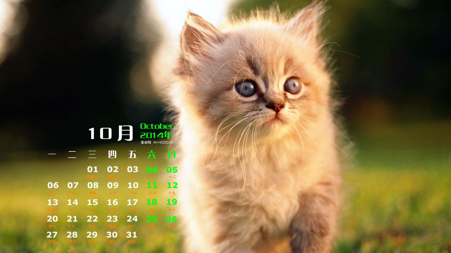 可爱超清的大图合集猫咪手机壁纸下载图片