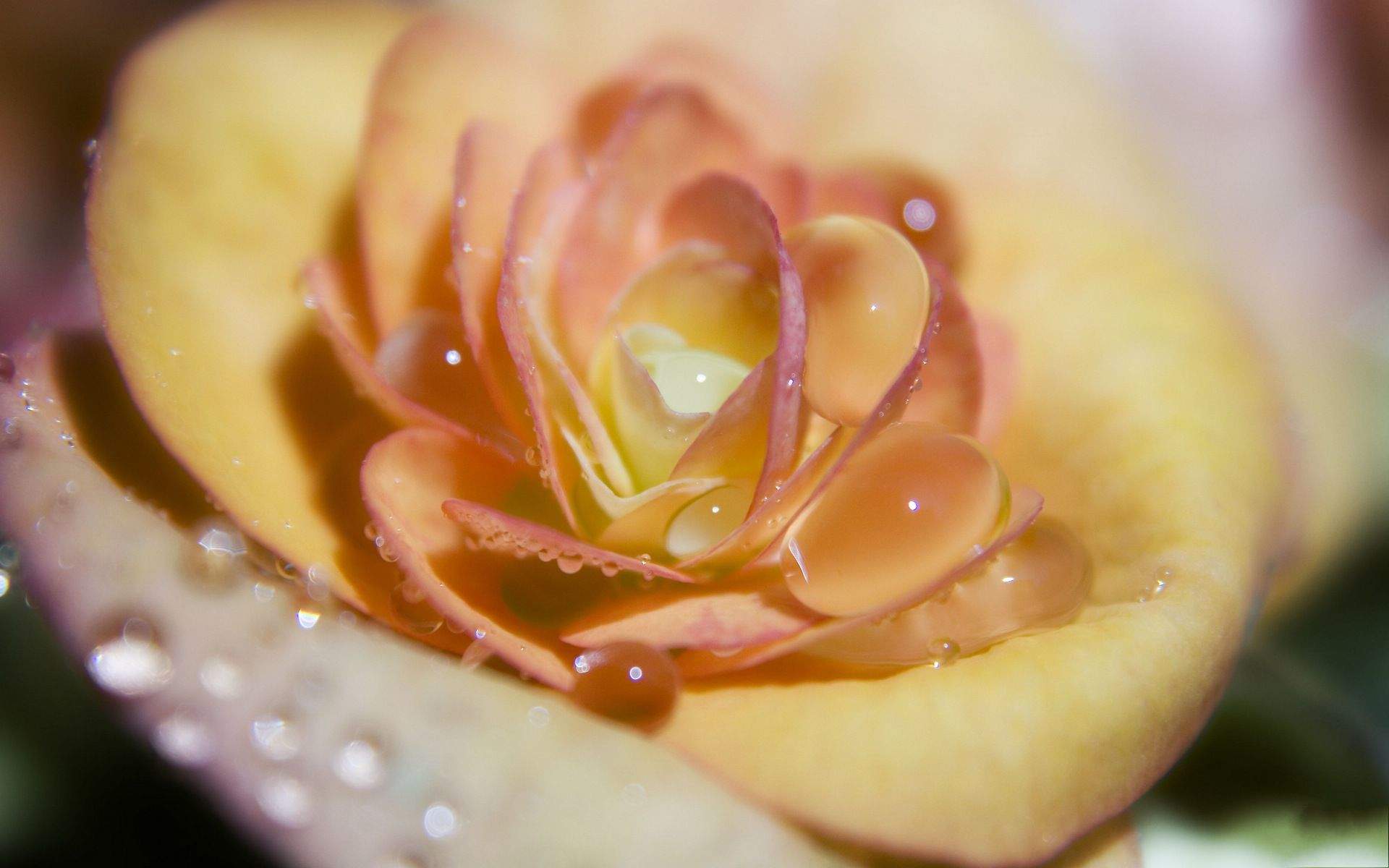 玫瑰花图片