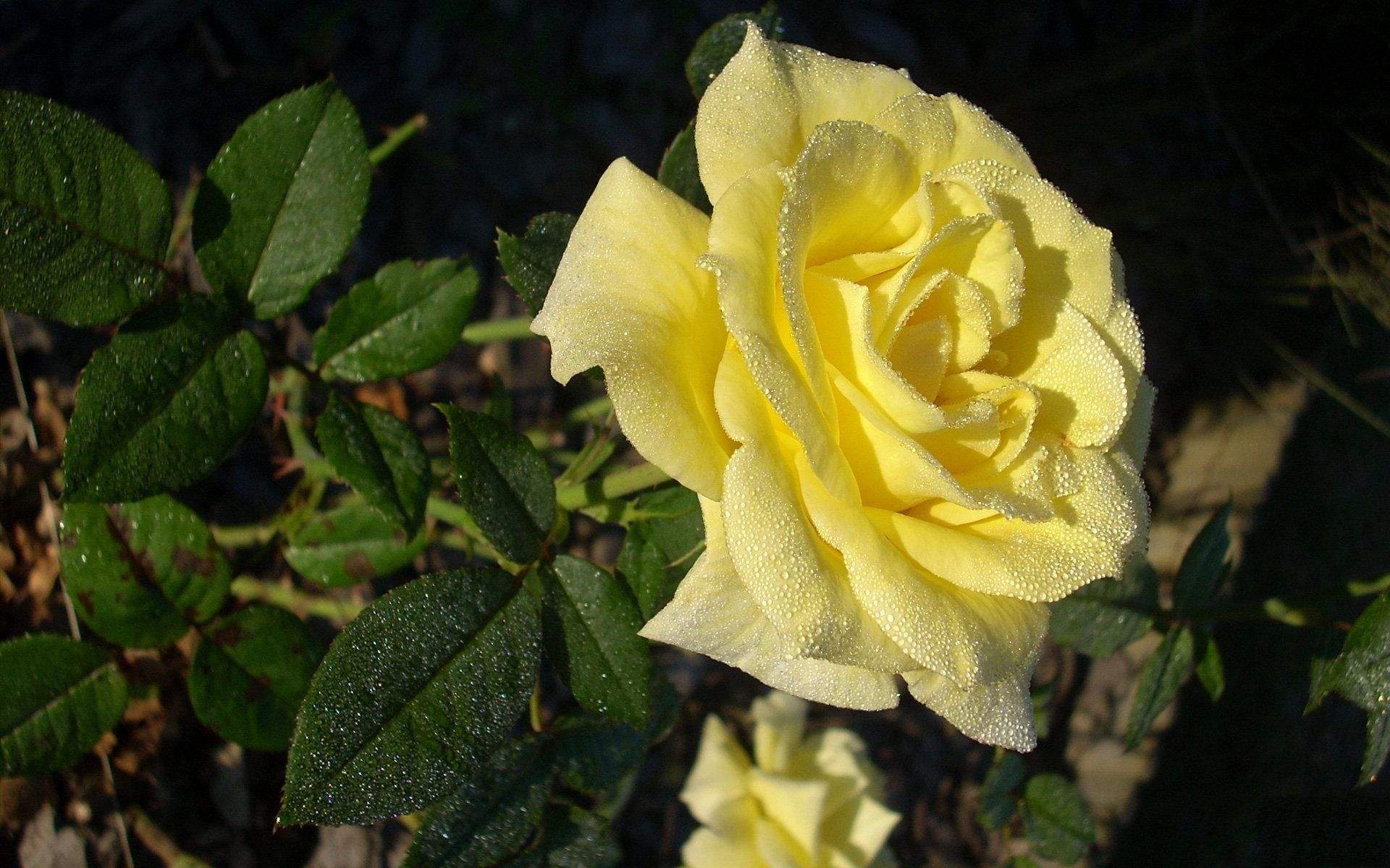 玫瑰花图片
