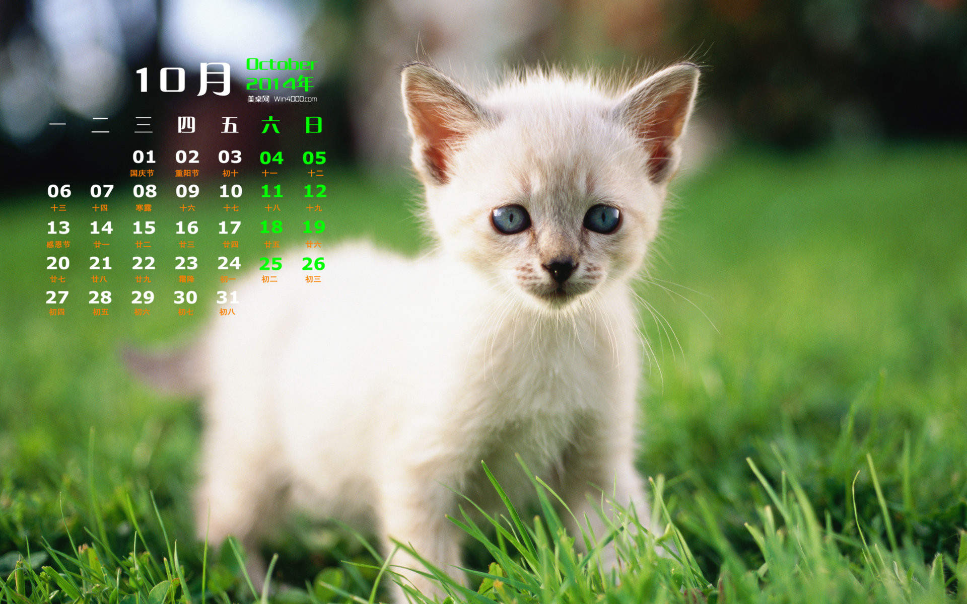 高清超可爱萌宠小奶猫图片高清电脑壁纸图片