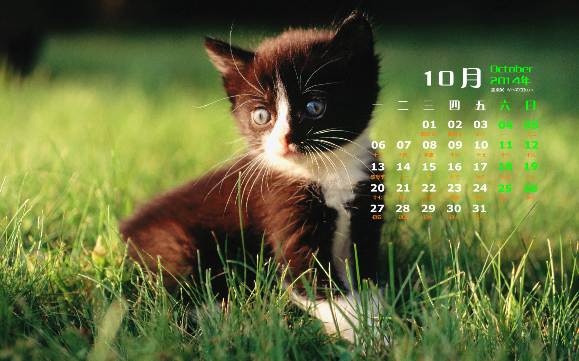 高清超可爱萌宠小奶猫图片高清电脑壁纸图片