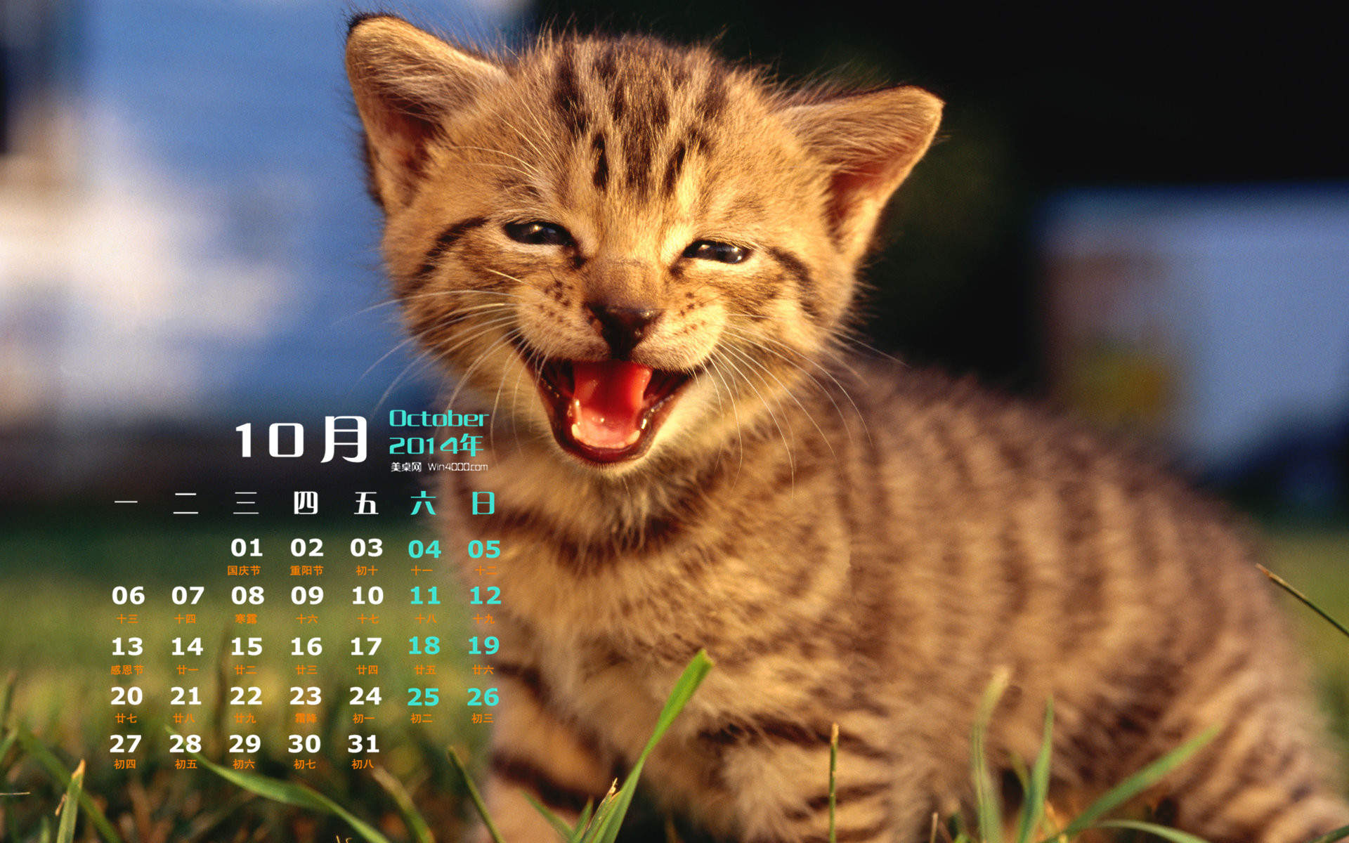 高清超可爱萌宠小奶猫图片高清电脑壁纸图片